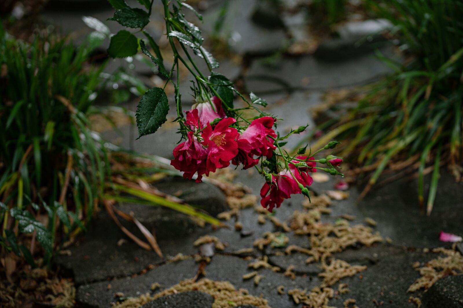 Sony a99 II sample photo. Sadness, rain, rose photography
