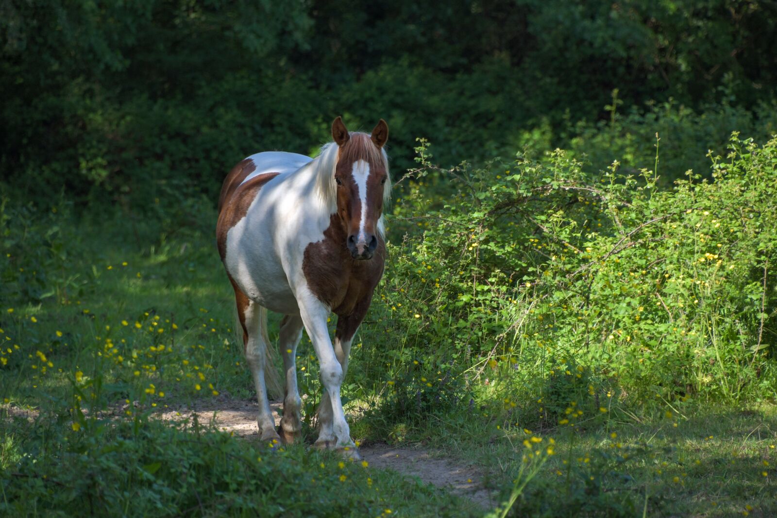 Nikon D500 sample photo. Horse, nature, equine photography