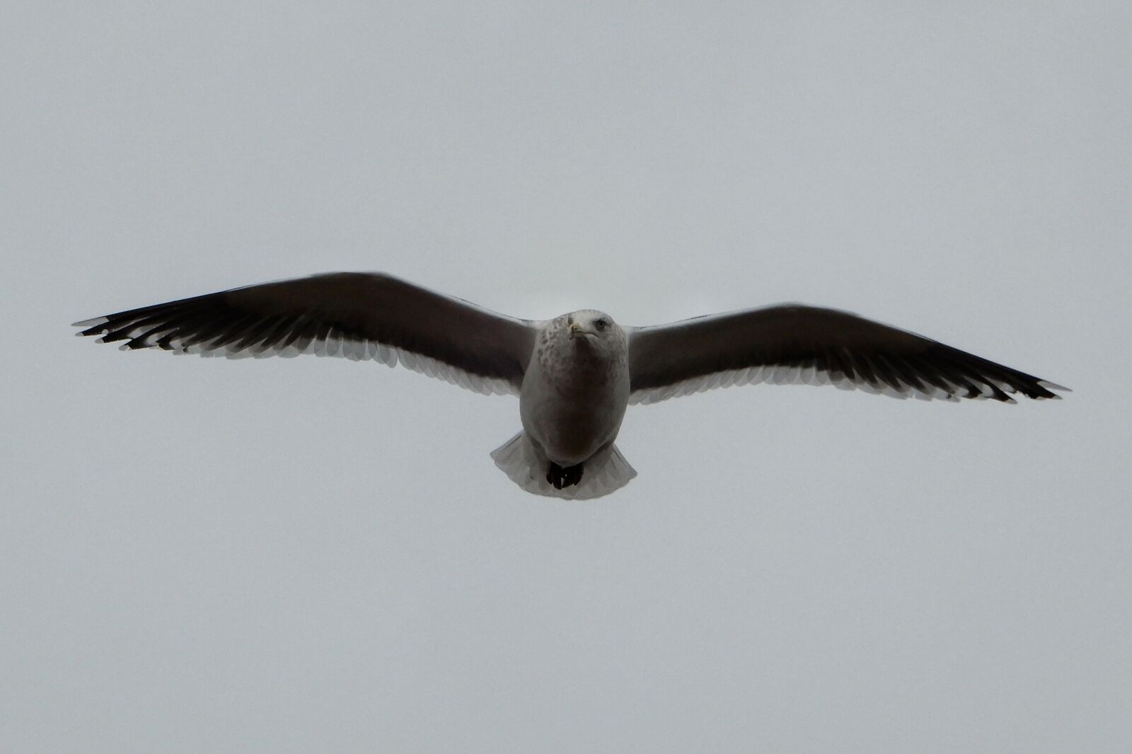 Nikon Coolpix A900 sample photo. Animal, sky, sea gull photography
