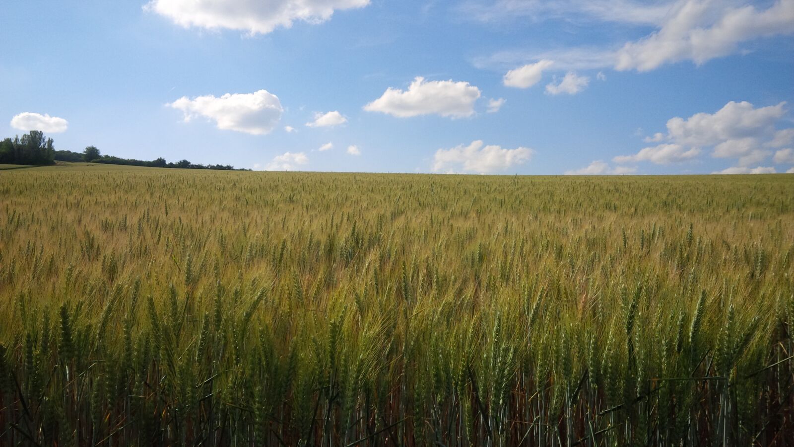 BlackBerry Z10 sample photo. Field, summer, nature photography
