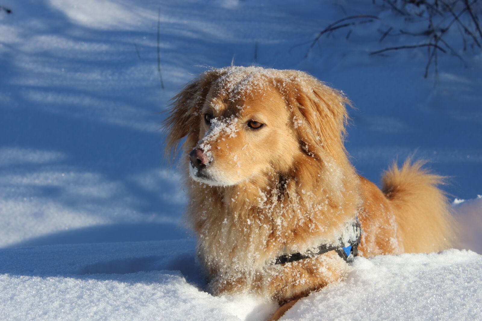 Canon EOS 1300D (EOS Rebel T6 / EOS Kiss X80) sample photo. Dog, favorite, pet photography