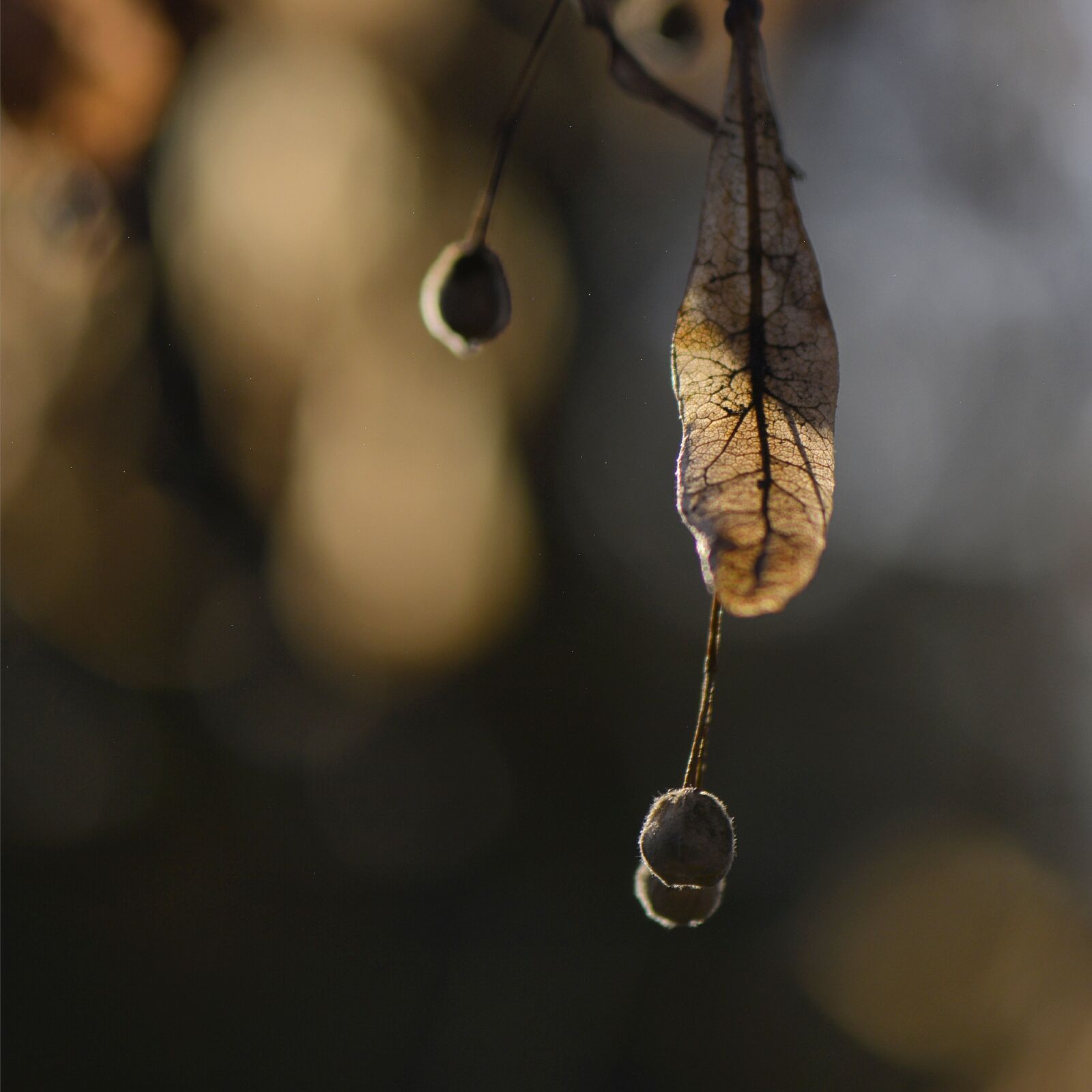 Nikon D5200 sample photo. Leaf, leaves, macro photography