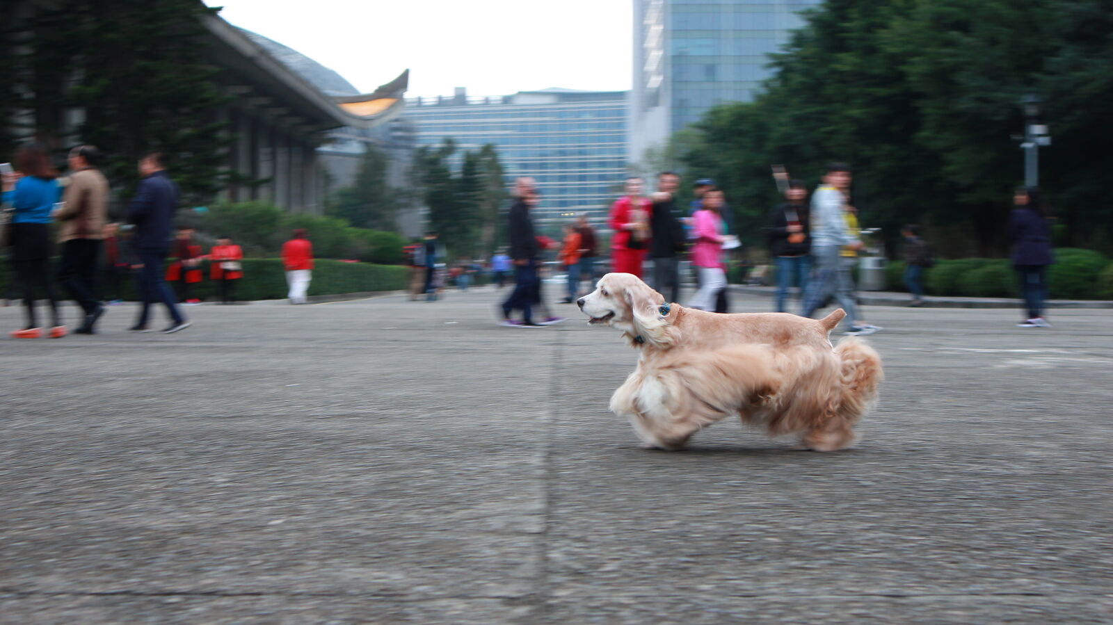 Canon EOS M sample photo. Dog, in, city photography