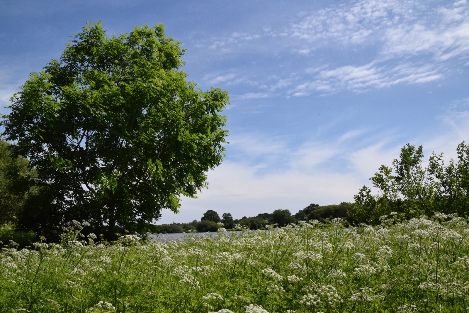 Nikon D5300 sample photo. Tree, nature, spring photography