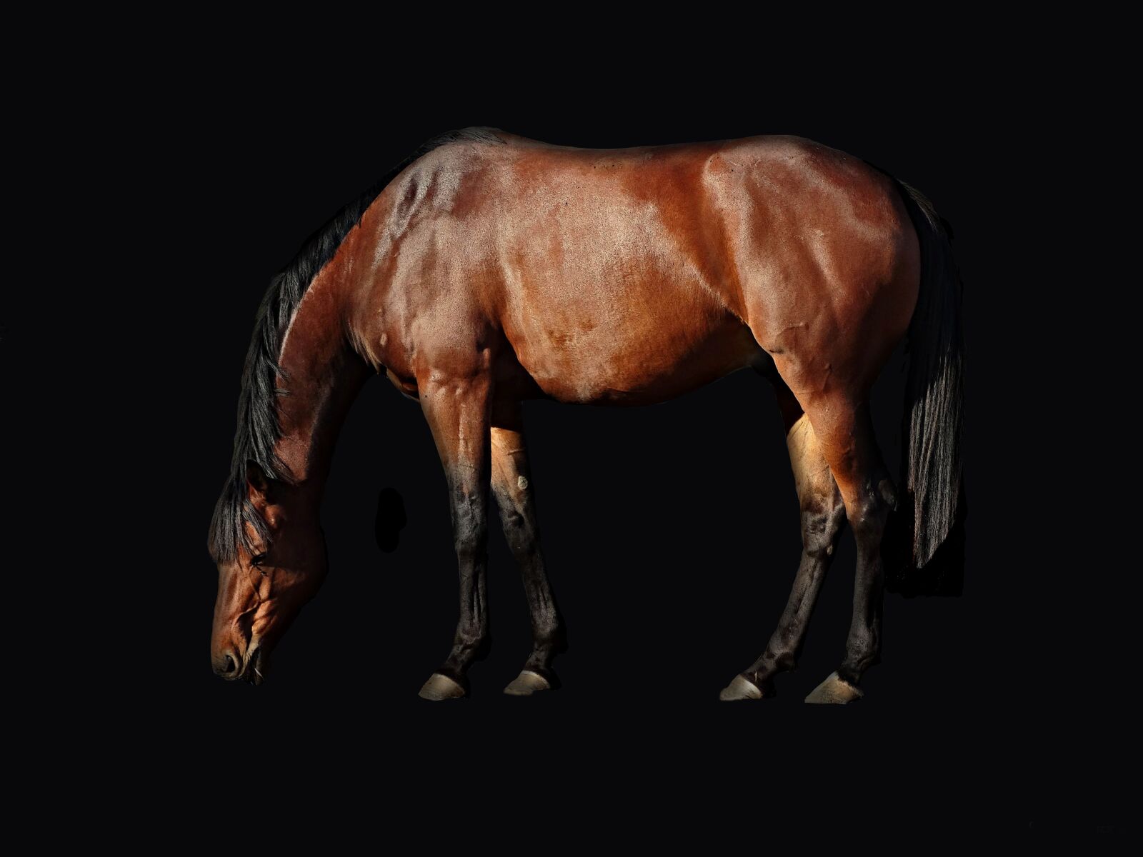 Sony Cyber-shot DSC-HX300 sample photo. Horse, mammal, cavalry photography