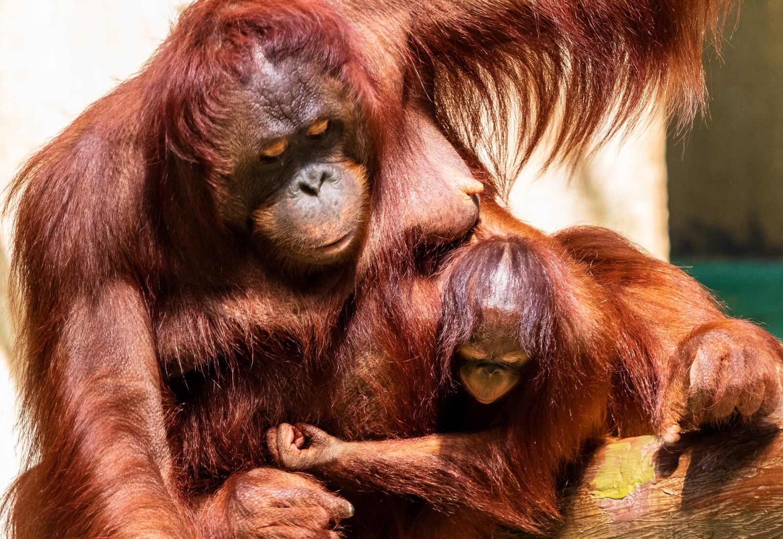 Canon EF 70-300 F4-5.6 IS II USM sample photo. Orang utan, monkey, primate photography