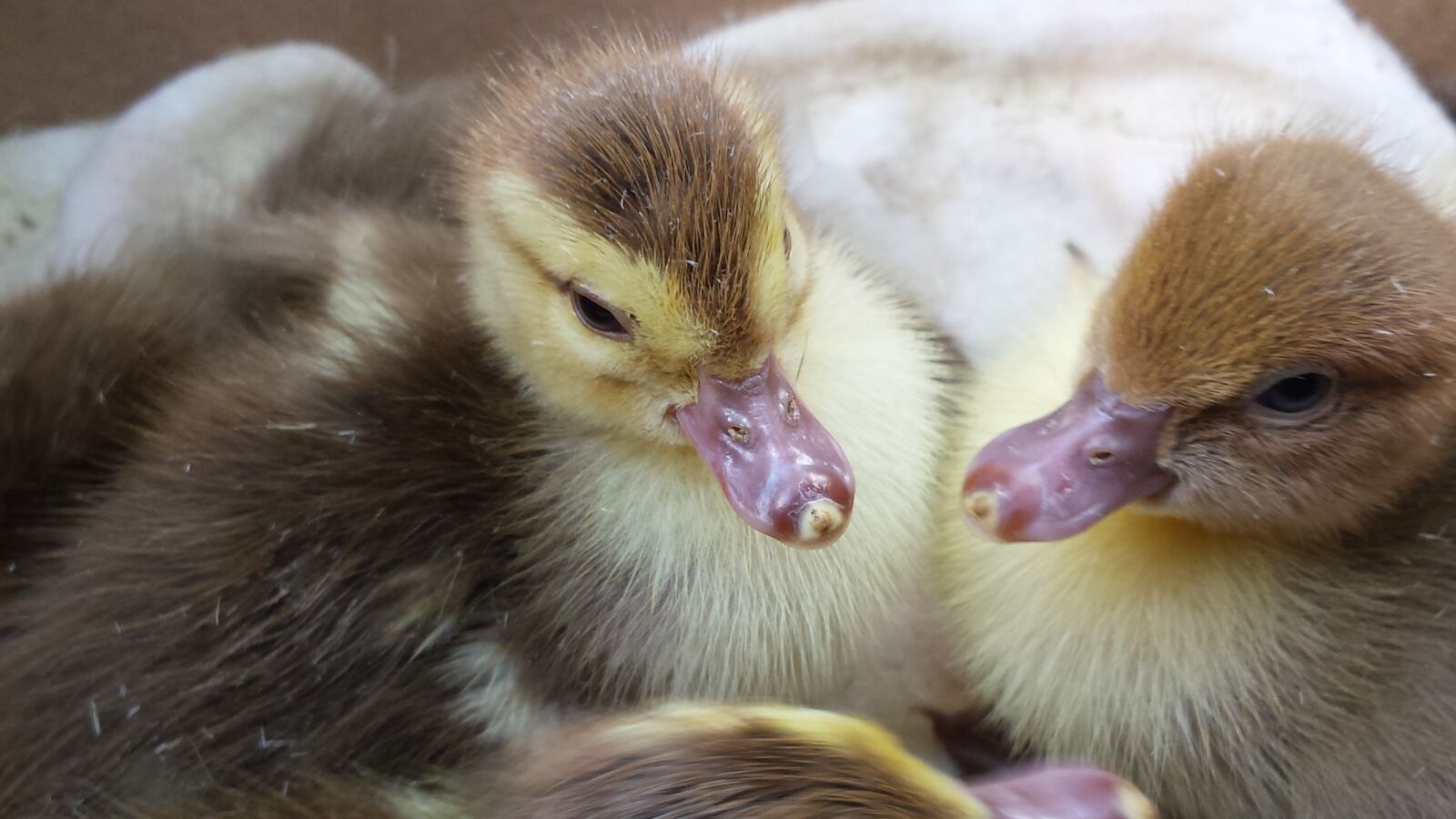 Samsung Galaxy S4 sample photo. Ducklings, little ducklings, village photography