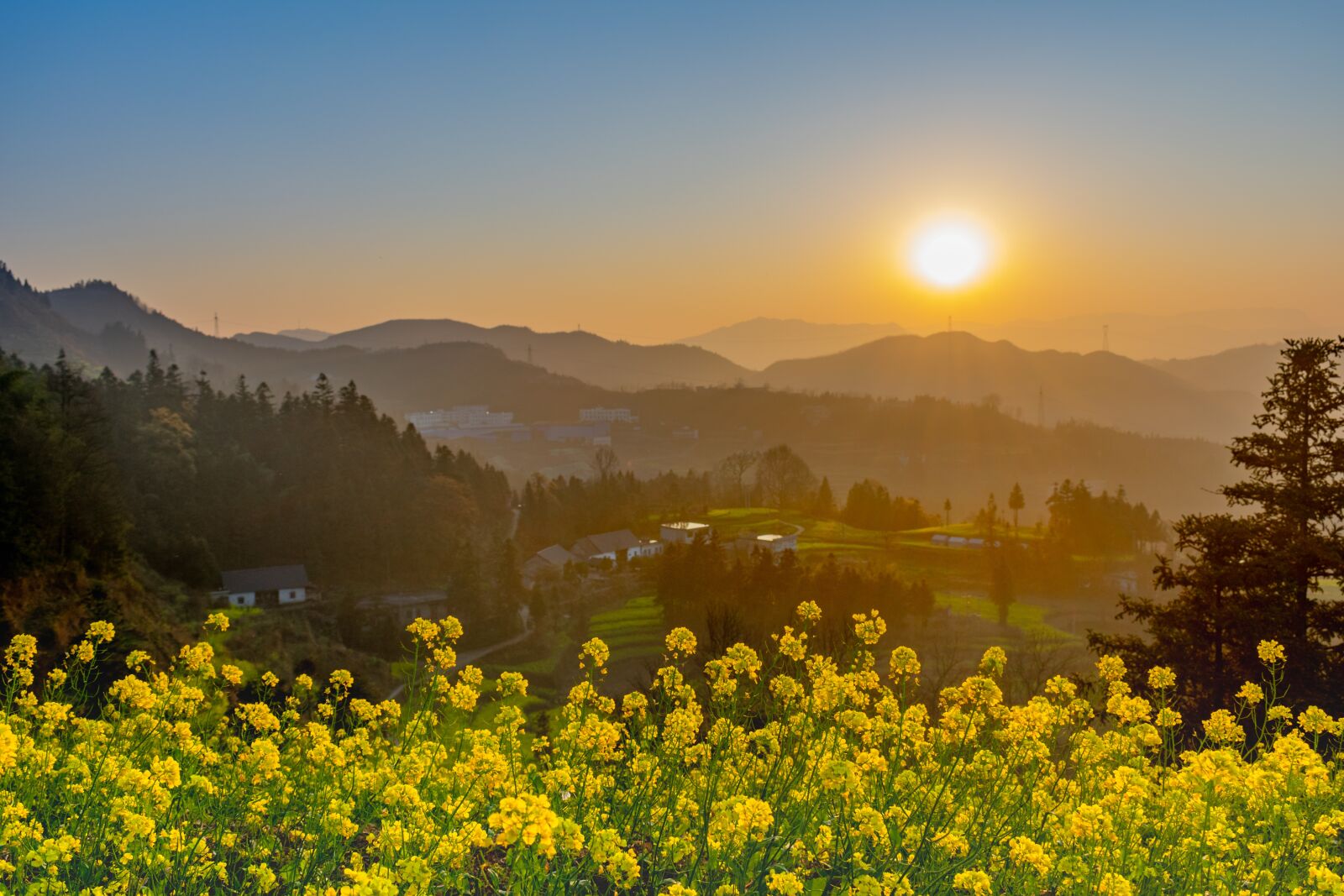 Nikon D3400 sample photo. Flower, rape, sunset photography