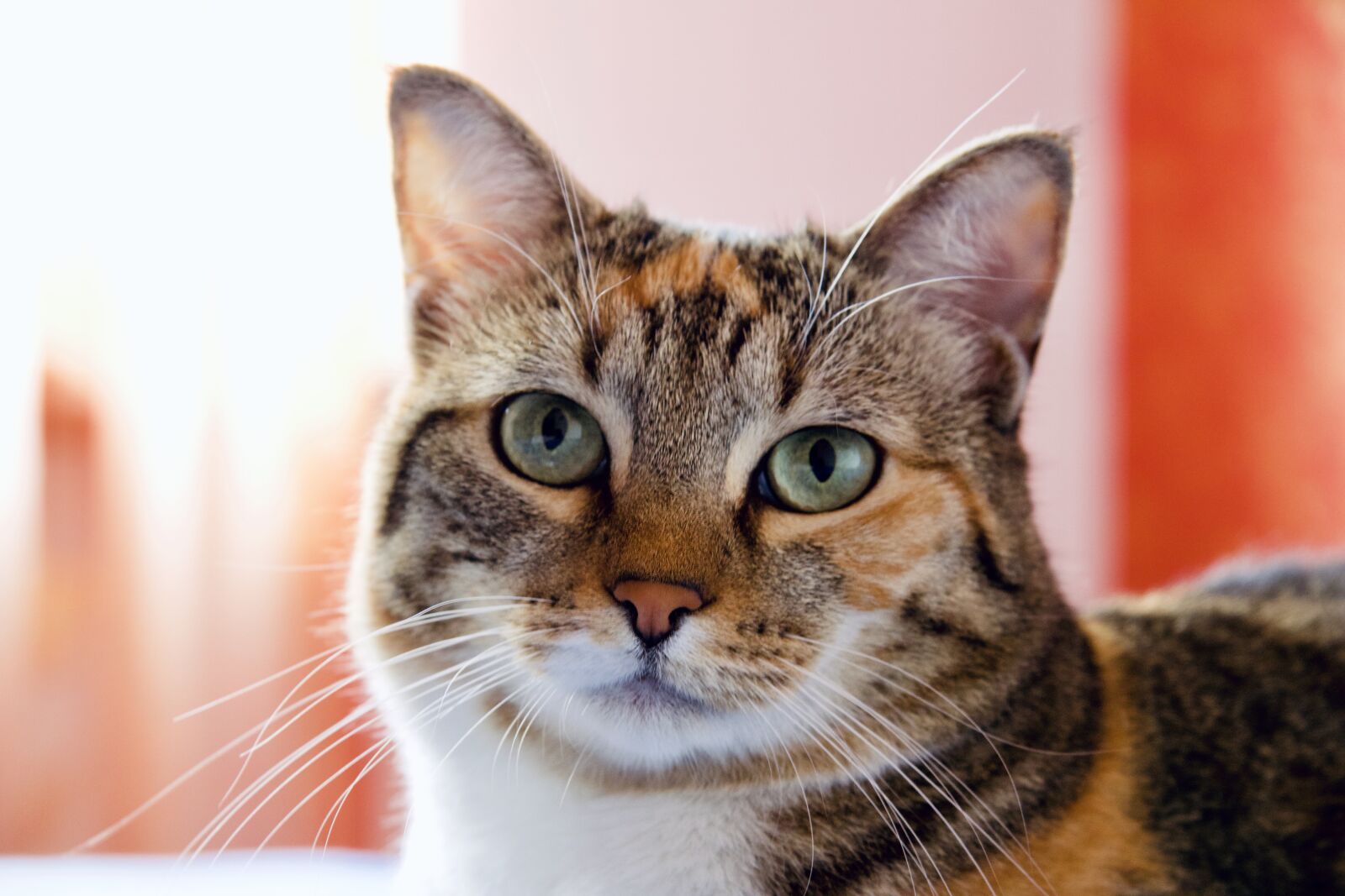 Canon EF-S 17-85mm F4-5.6 IS USM sample photo. Cat, catlover go directly photography