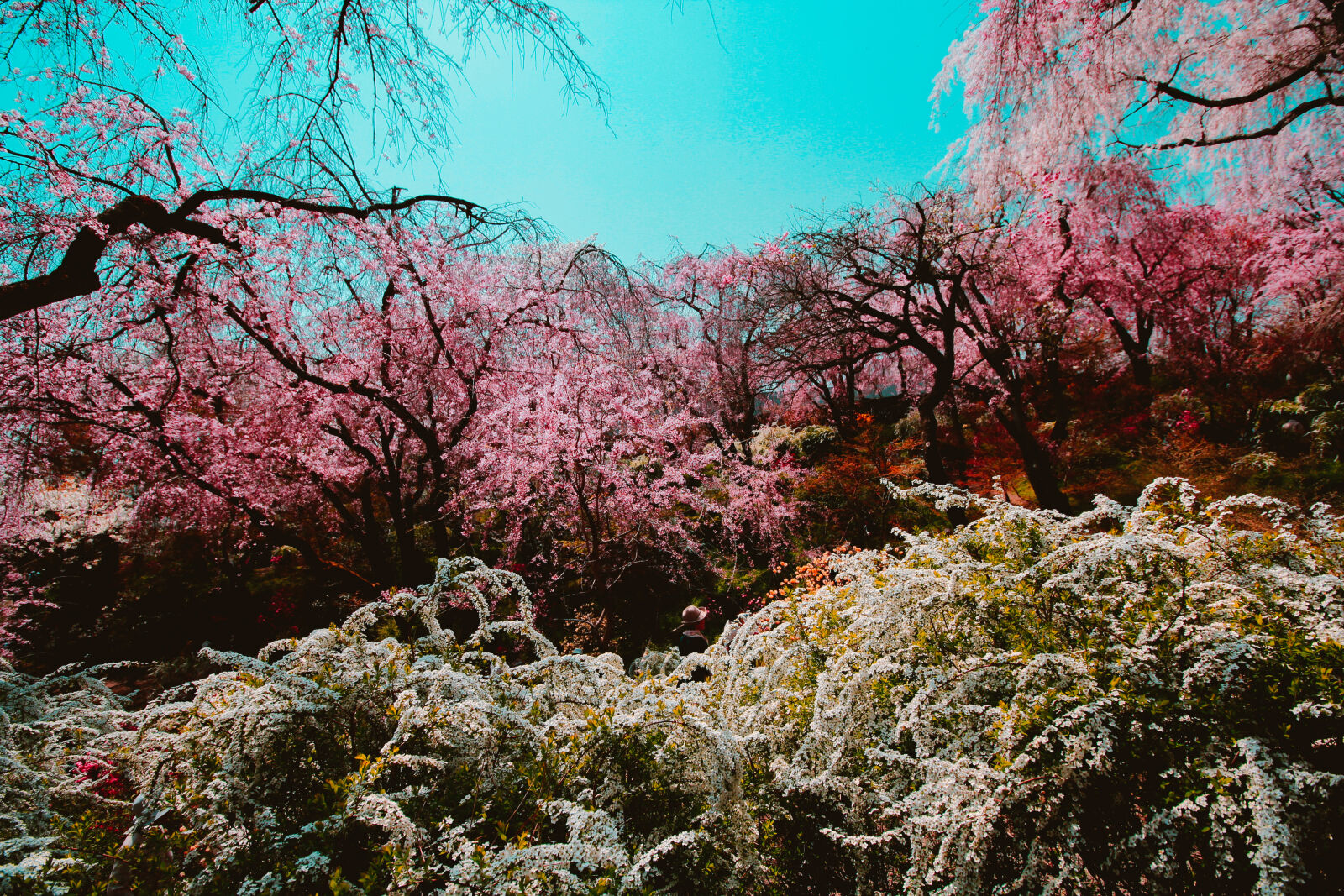 Canon EOS 600D (Rebel EOS T3i / EOS Kiss X5) sample photo. Beautiful, flowers, cherry, blossom photography