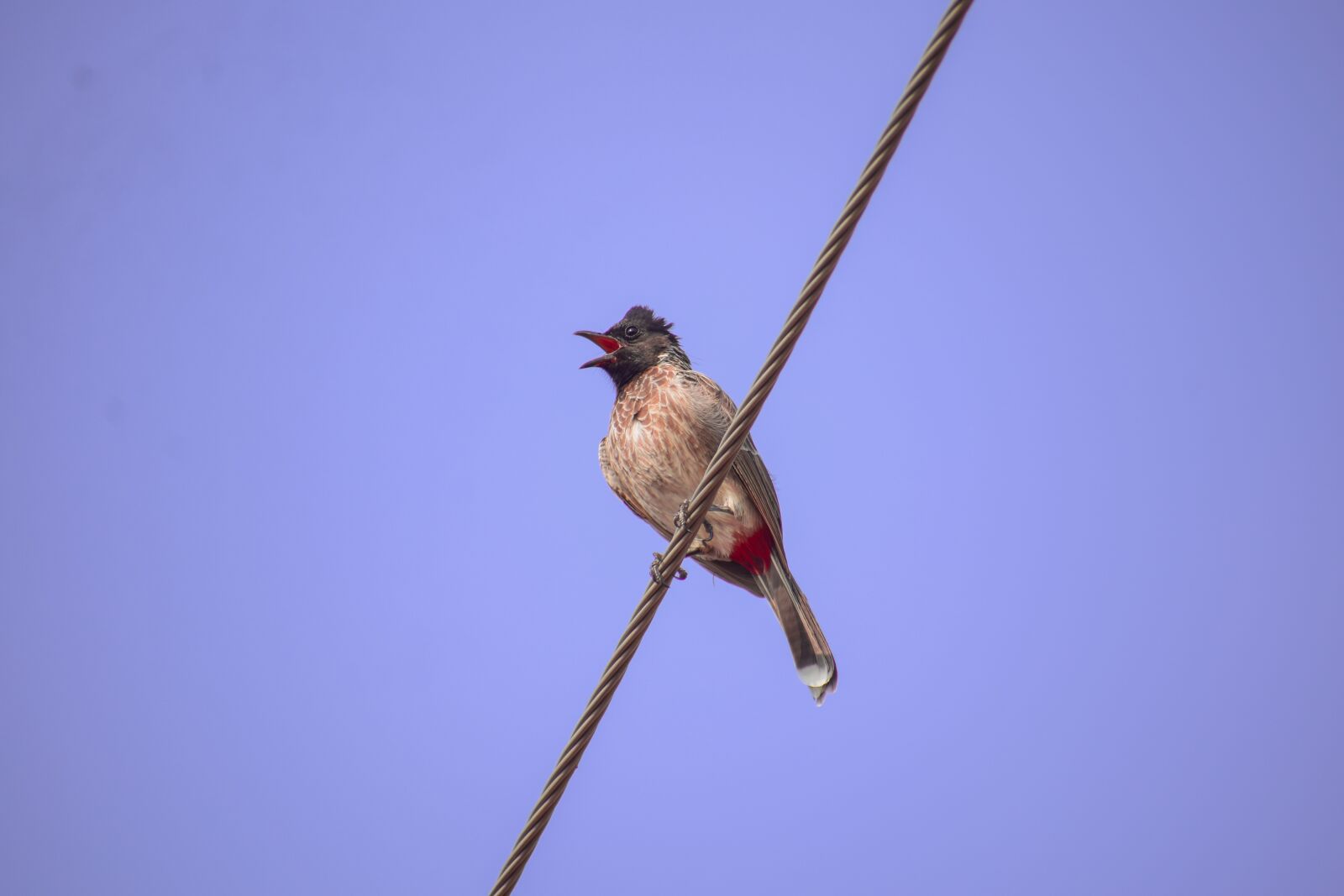 Nikon D5300 sample photo. Bird, indian species, ready photography