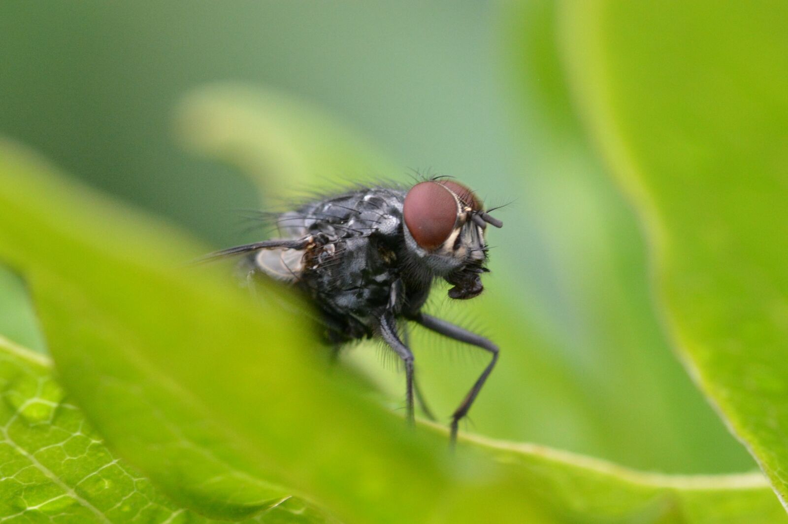 Nikon D5200 sample photo. Fly, close up, animal photography