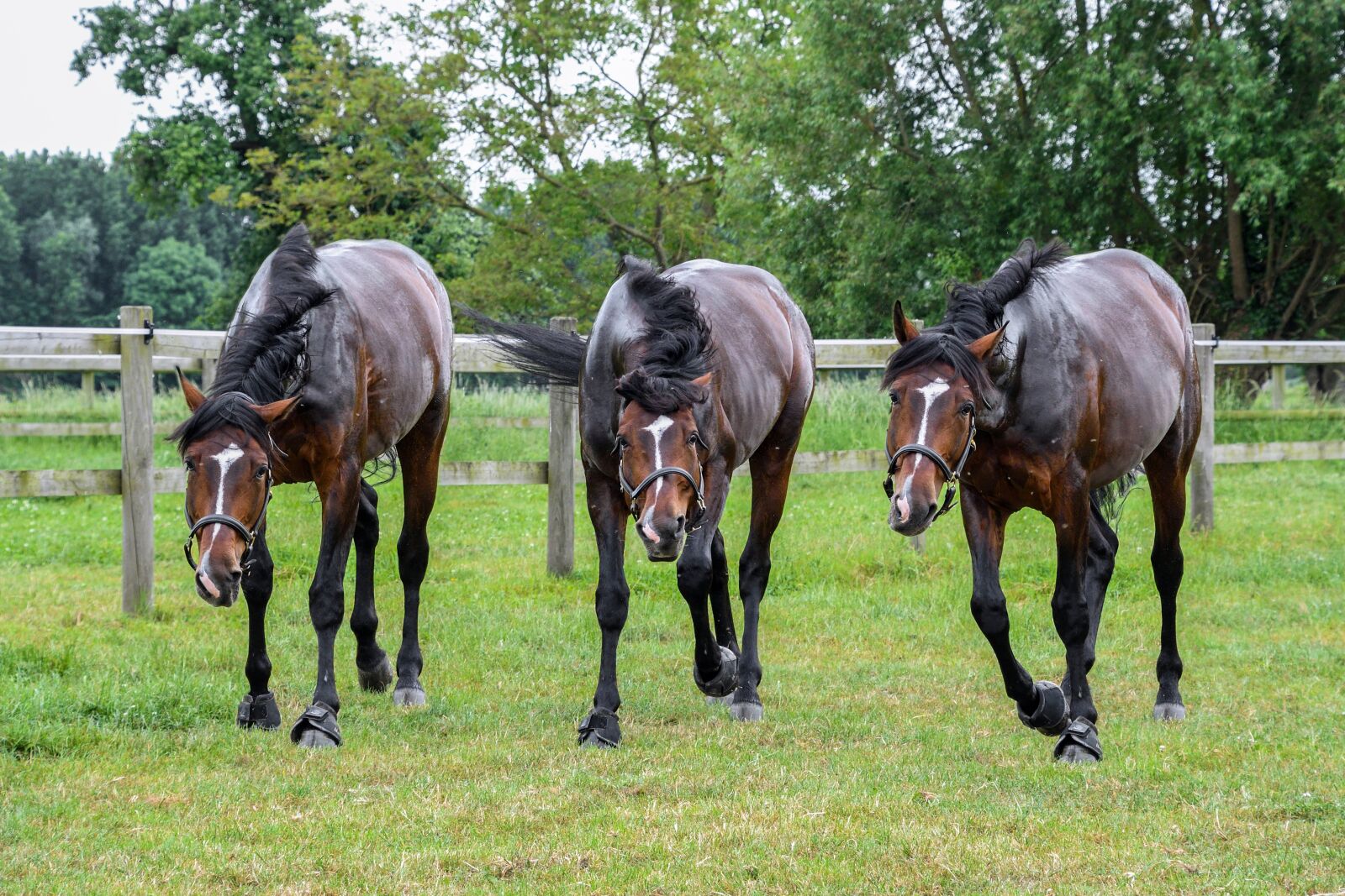 Nikon D500 sample photo. Horse, call, mounting photography