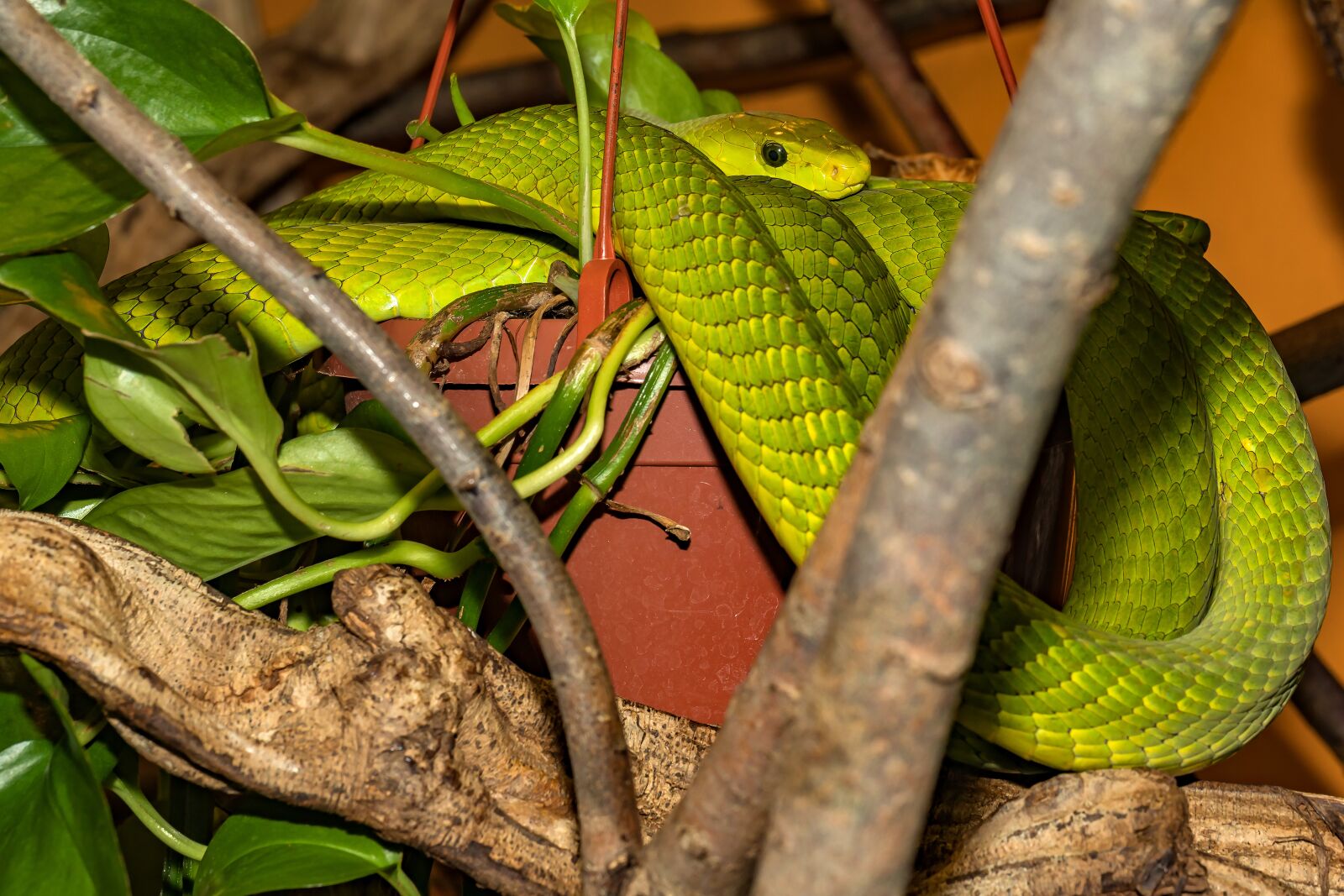 Canon EOS 5D Mark IV sample photo. Snake, venomous snake, green photography