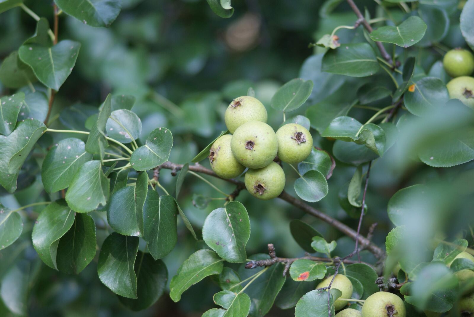 Sony Alpha DSLR-A300 sample photo. Pear tree, wild, summer photography