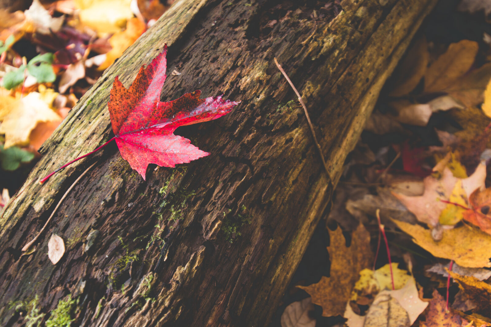 Canon EOS 80D sample photo. Autumn, fall, leaf, log photography