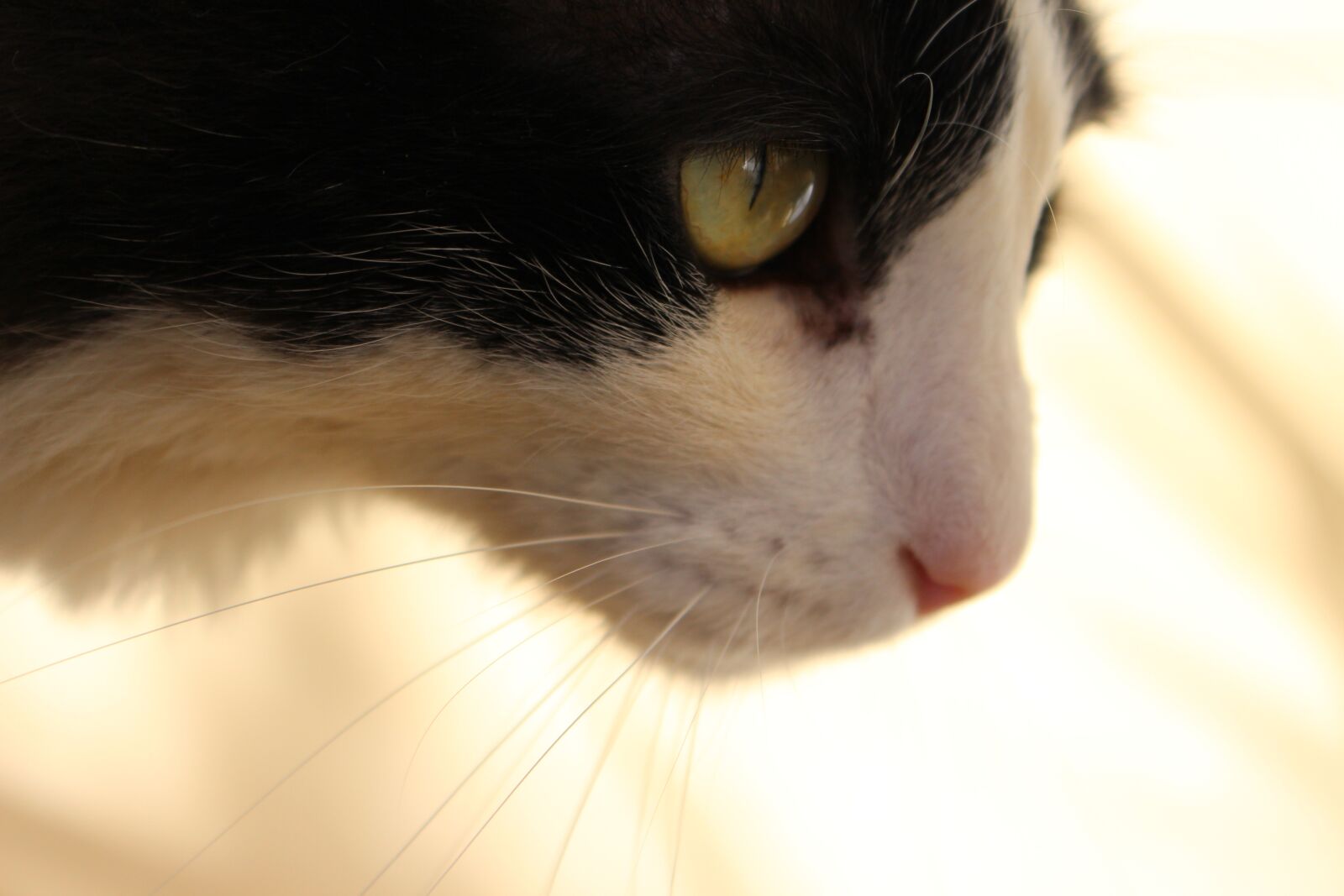 Canon EOS 700D (EOS Rebel T5i / EOS Kiss X7i) sample photo. Tom, hunting, cat photography