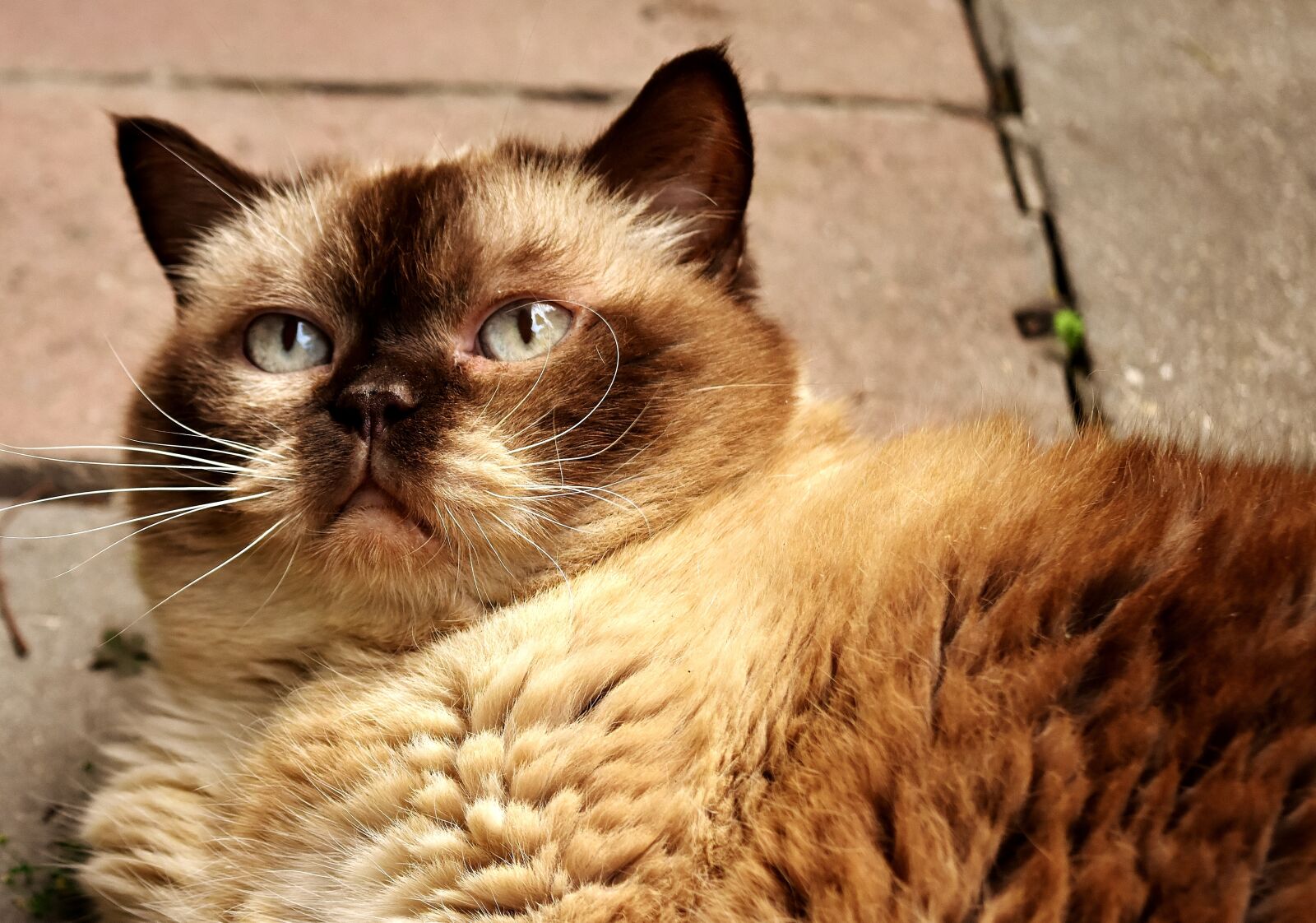 Nikon D7200 sample photo. British shorthair, rest, relaxed photography