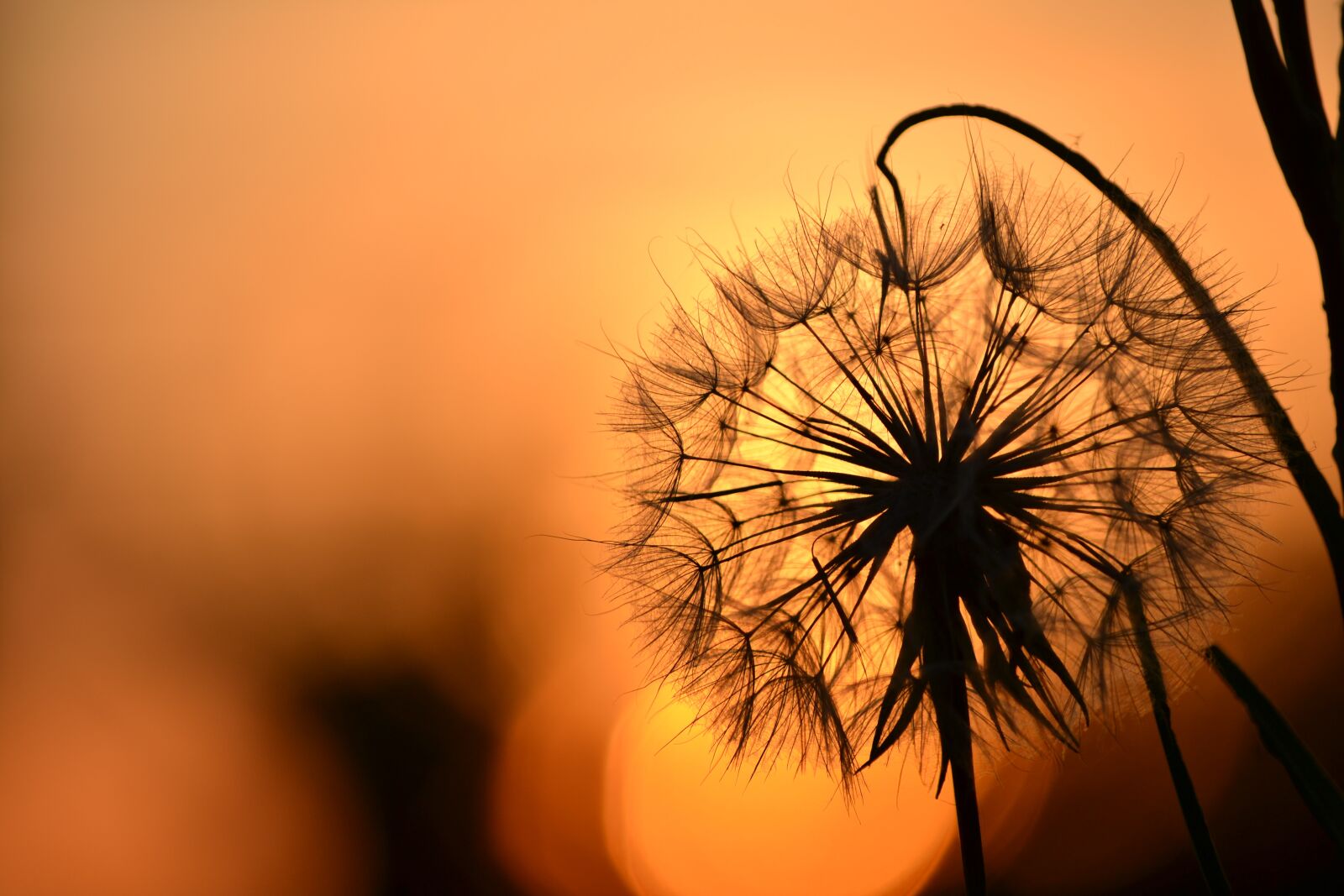 Nikon D3100 sample photo. Dandelion, sunset, flower photography