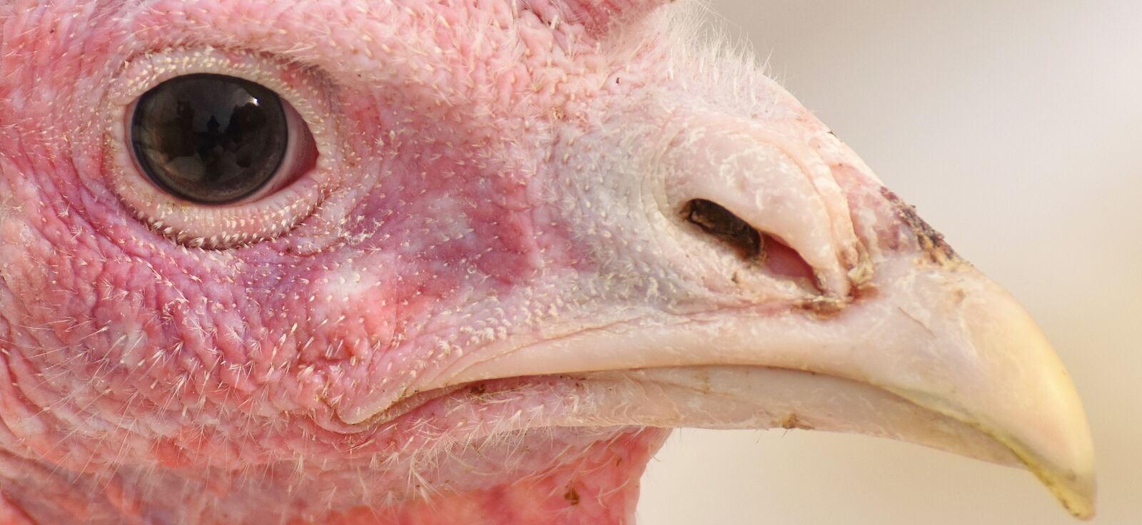 Nikon D7200 sample photo. Turkeys, birds, poultry photography