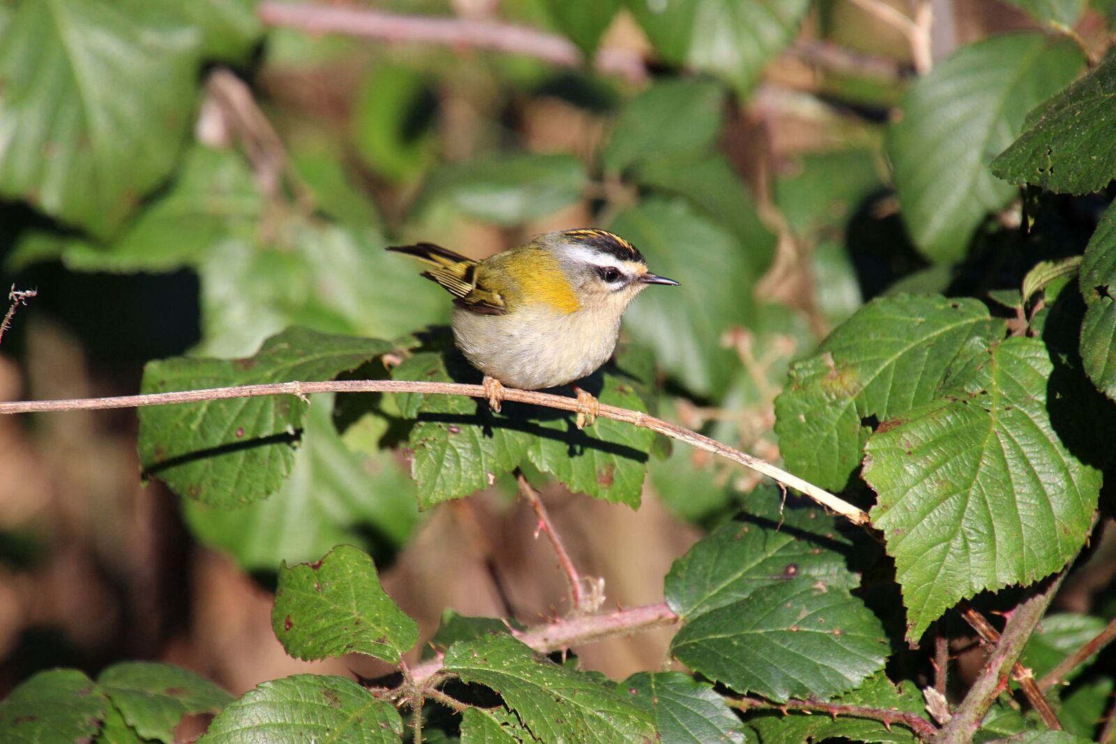 Canon EOS 600D (Rebel EOS T3i / EOS Kiss X5) sample photo. Hint, bird, green photography