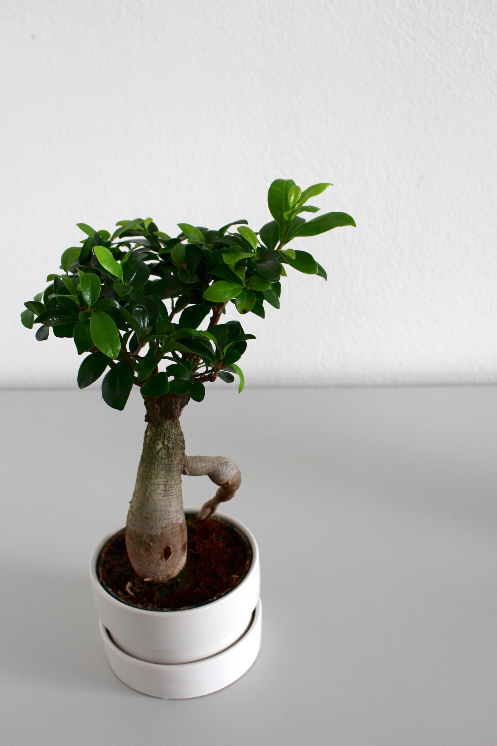 Canon EOS 700D (EOS Rebel T5i / EOS Kiss X7i) sample photo. Leaf, growth, plant photography