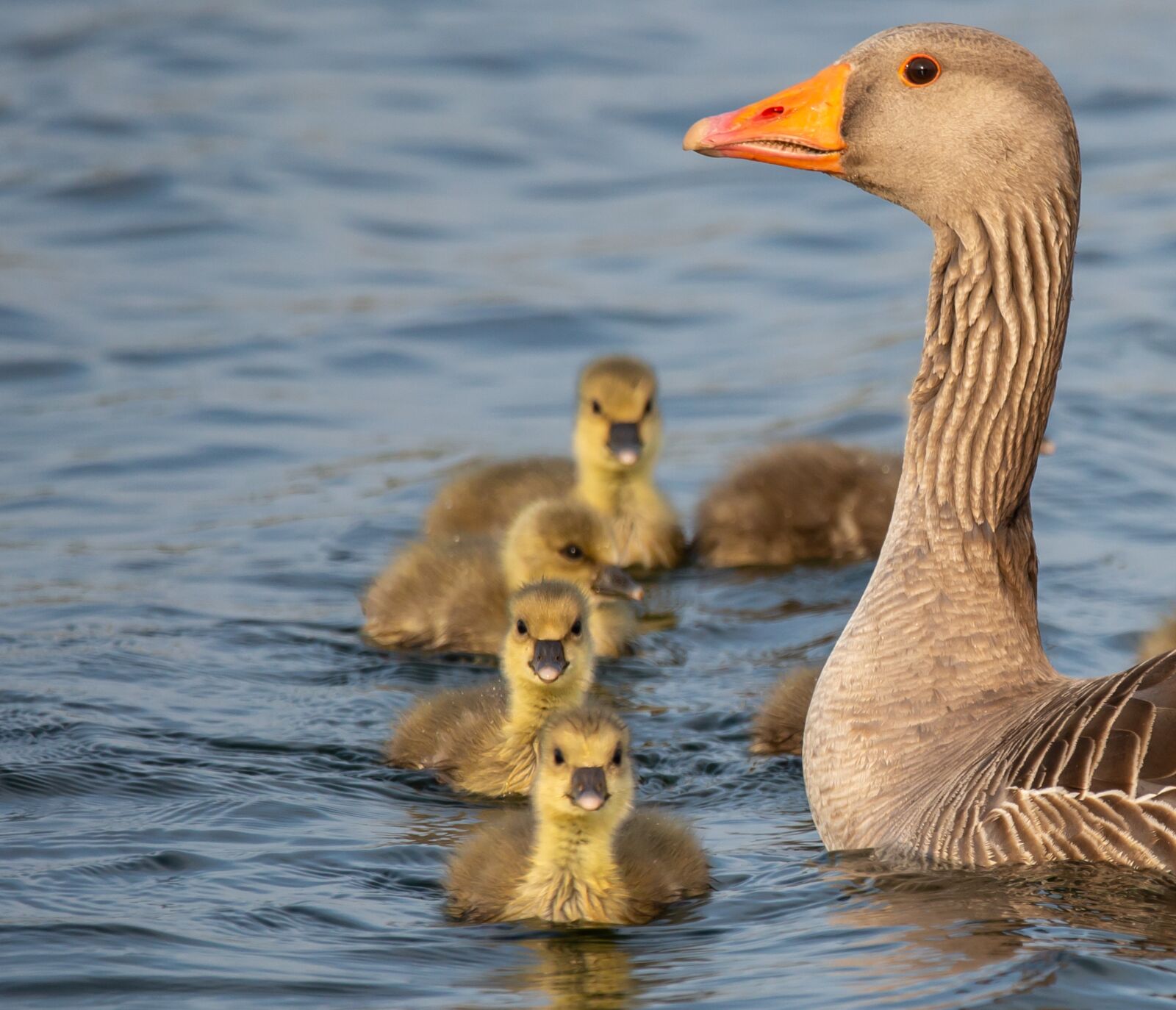 150-600mm F5-6.3 DG OS HSM | Contemporary 015 sample photo. Geese and goslings, geese photography