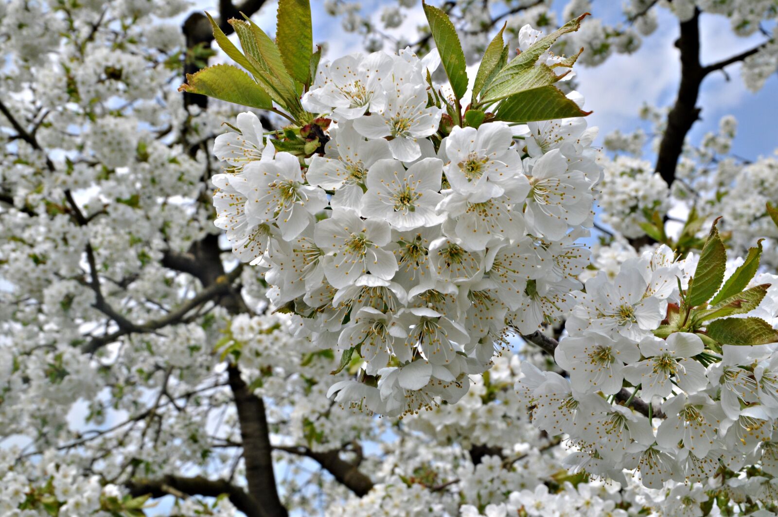 Nikon D5000 sample photo. Franconian switzerland, cherry blossom photography