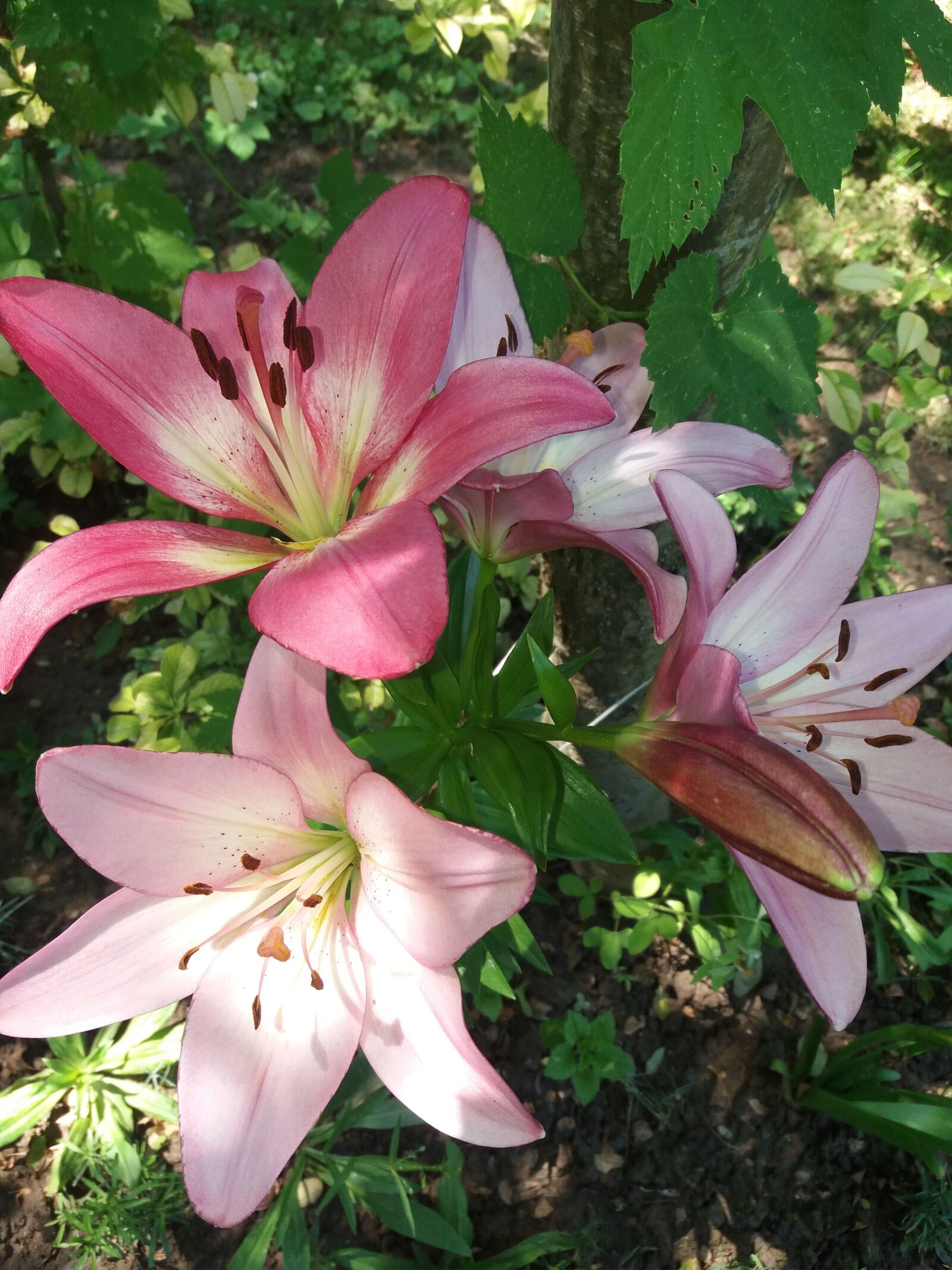 Samsung Galaxy J5(2016) sample photo. Virág, liliom, flower photography