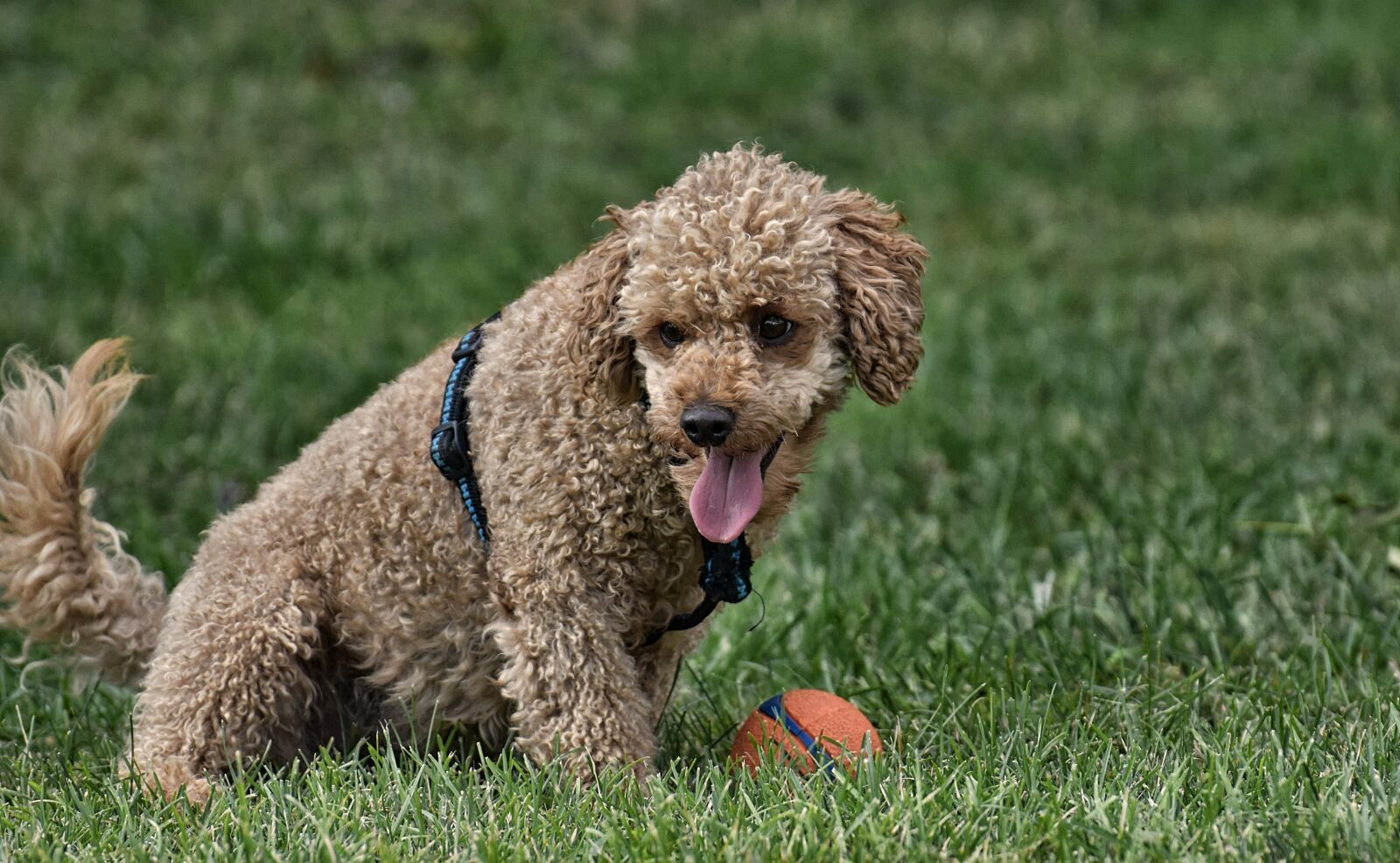 Nikon D7200 sample photo. Poodle, dog, pet photography