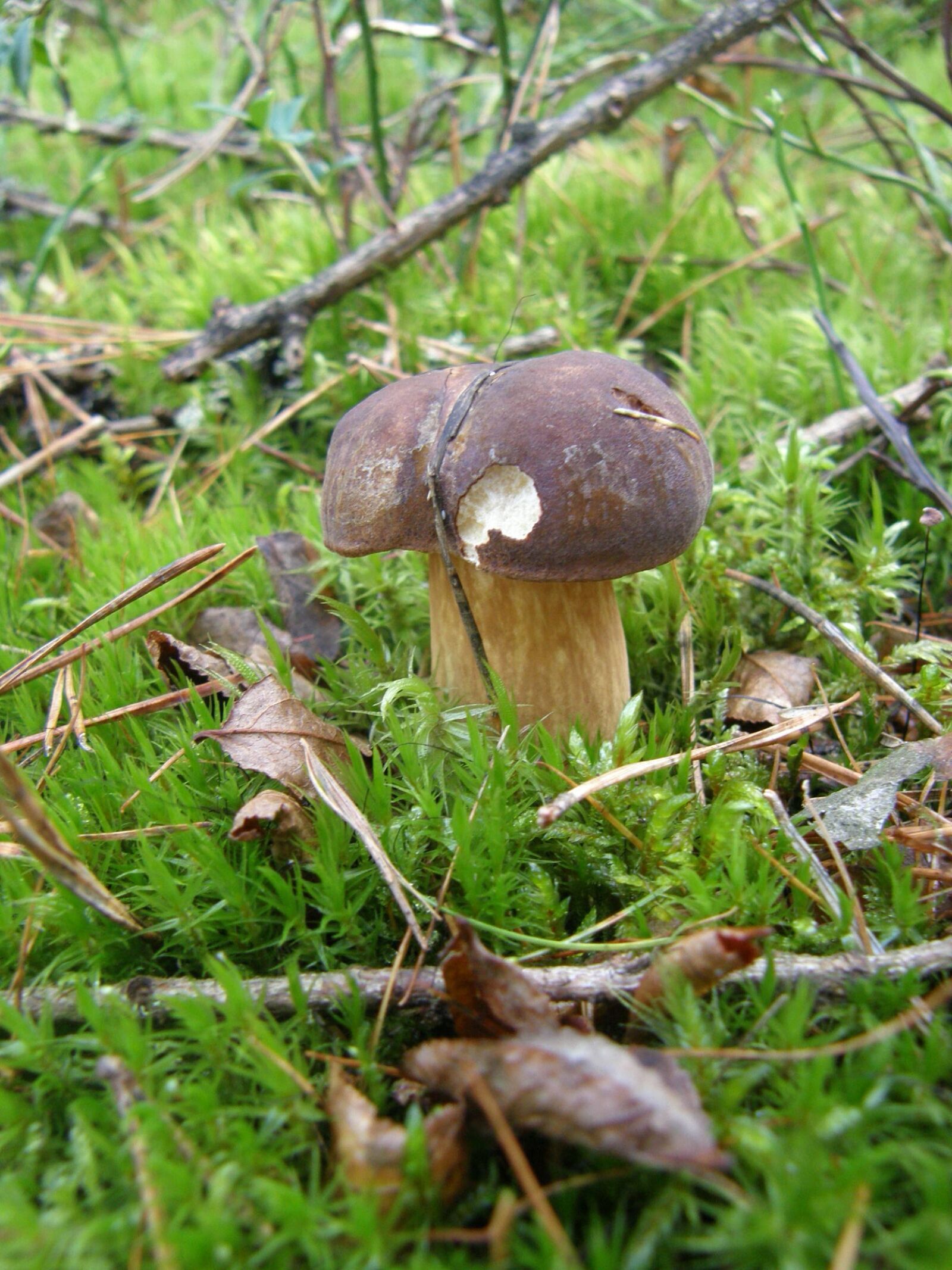 Olympus SP550UZ sample photo. Fungus, forest, autumn photography