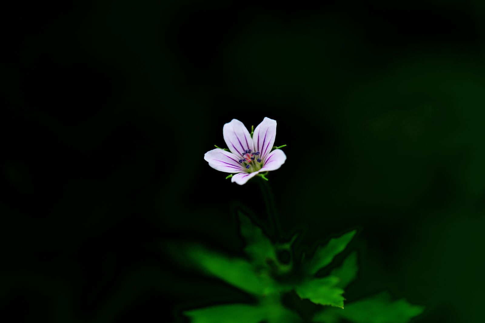 Nikon D800 sample photo. Autumnal, plant, thunberg's geranium photography