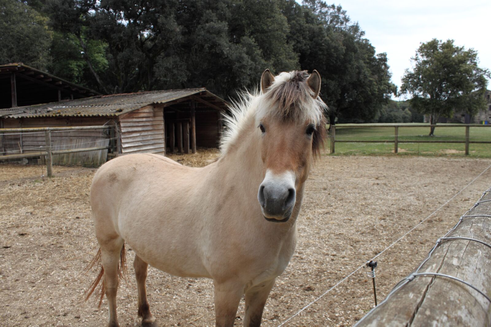Canon EOS 500D (EOS Rebel T1i / EOS Kiss X3) sample photo. Horse, prado, animals photography