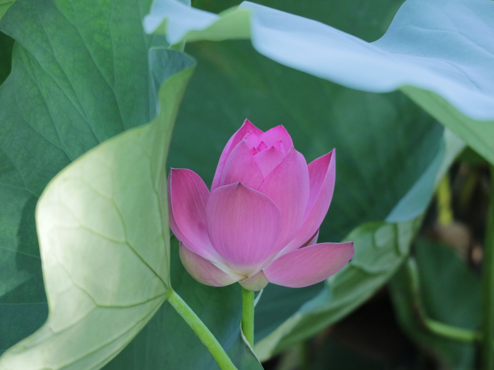 Canon EOS M3 sample photo. Lotus, pink, green photography