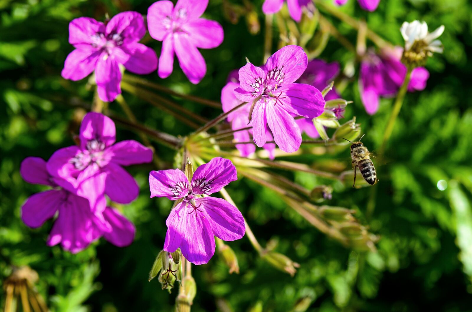 Nikon D7000 sample photo. Cranesbill, garden, nature photography