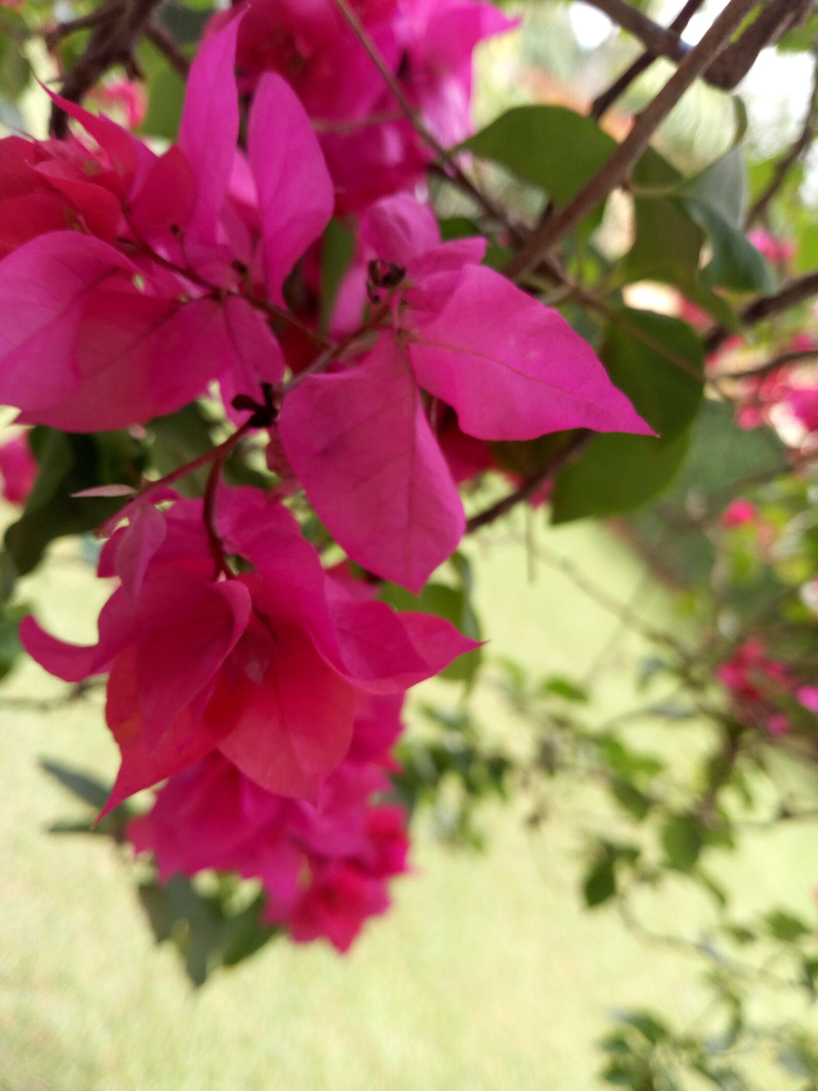 Infinix NOTE 4 Pro sample photo. Red, roses, bloom photography