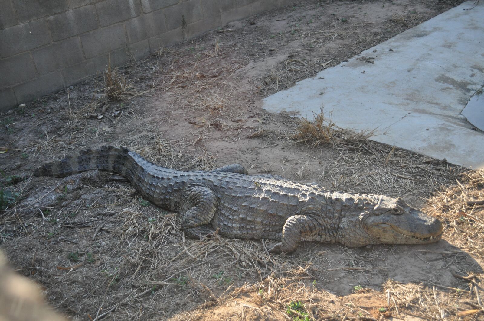Nikon D5000 sample photo. Alligator, animal, wild photography