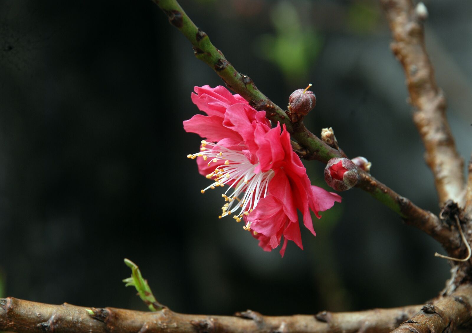 Nikon D80 sample photo. Peach blossom, baiyun mountain photography