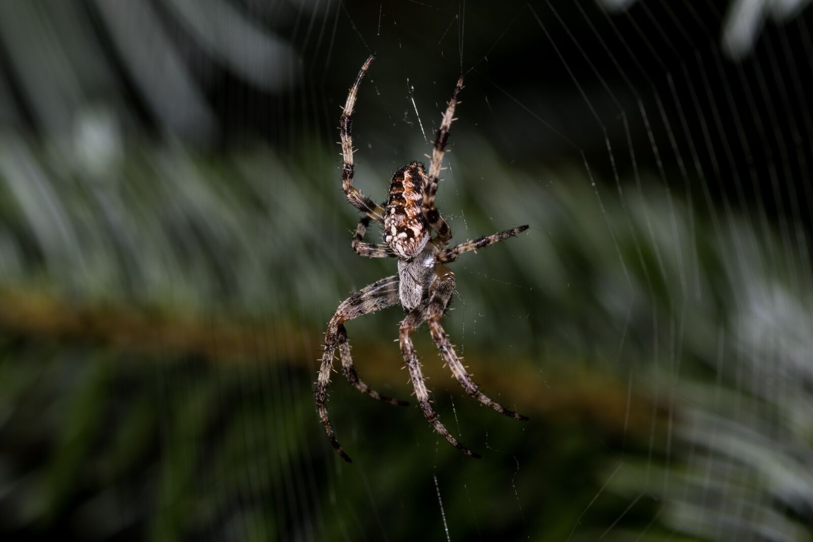 Canon EOS 7D Mark II sample photo. Spider, araneus, cobweb photography