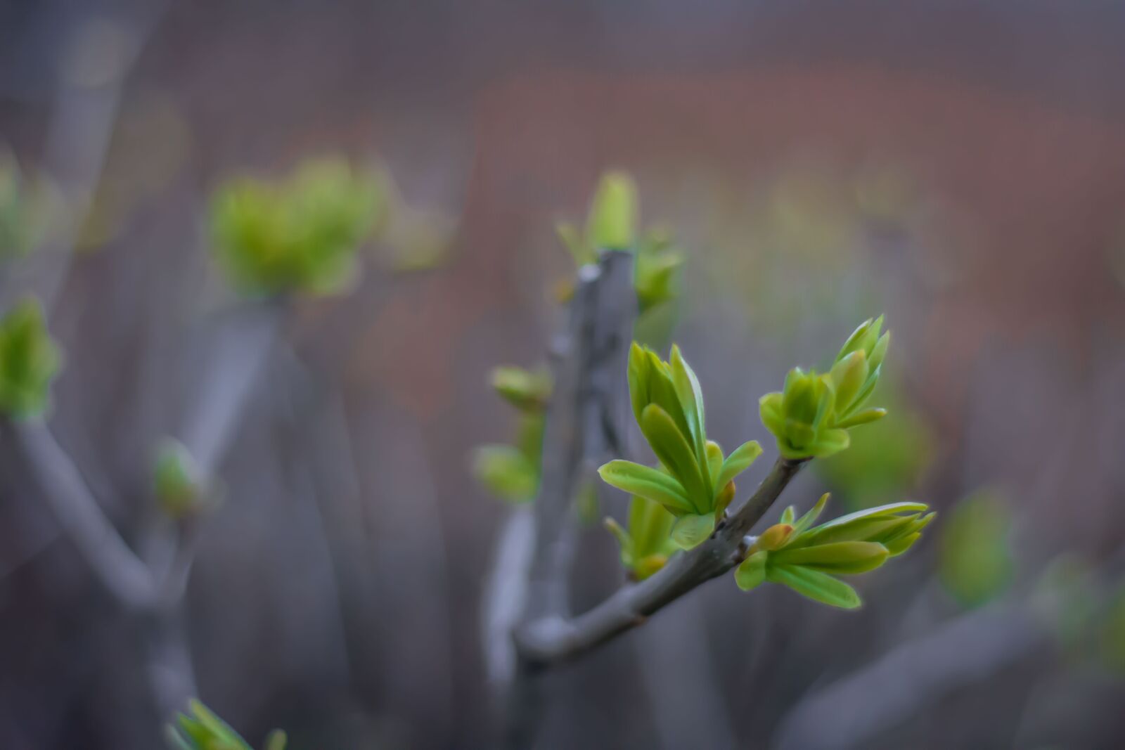 Nikon D7200 sample photo. Spring, green, nature photography