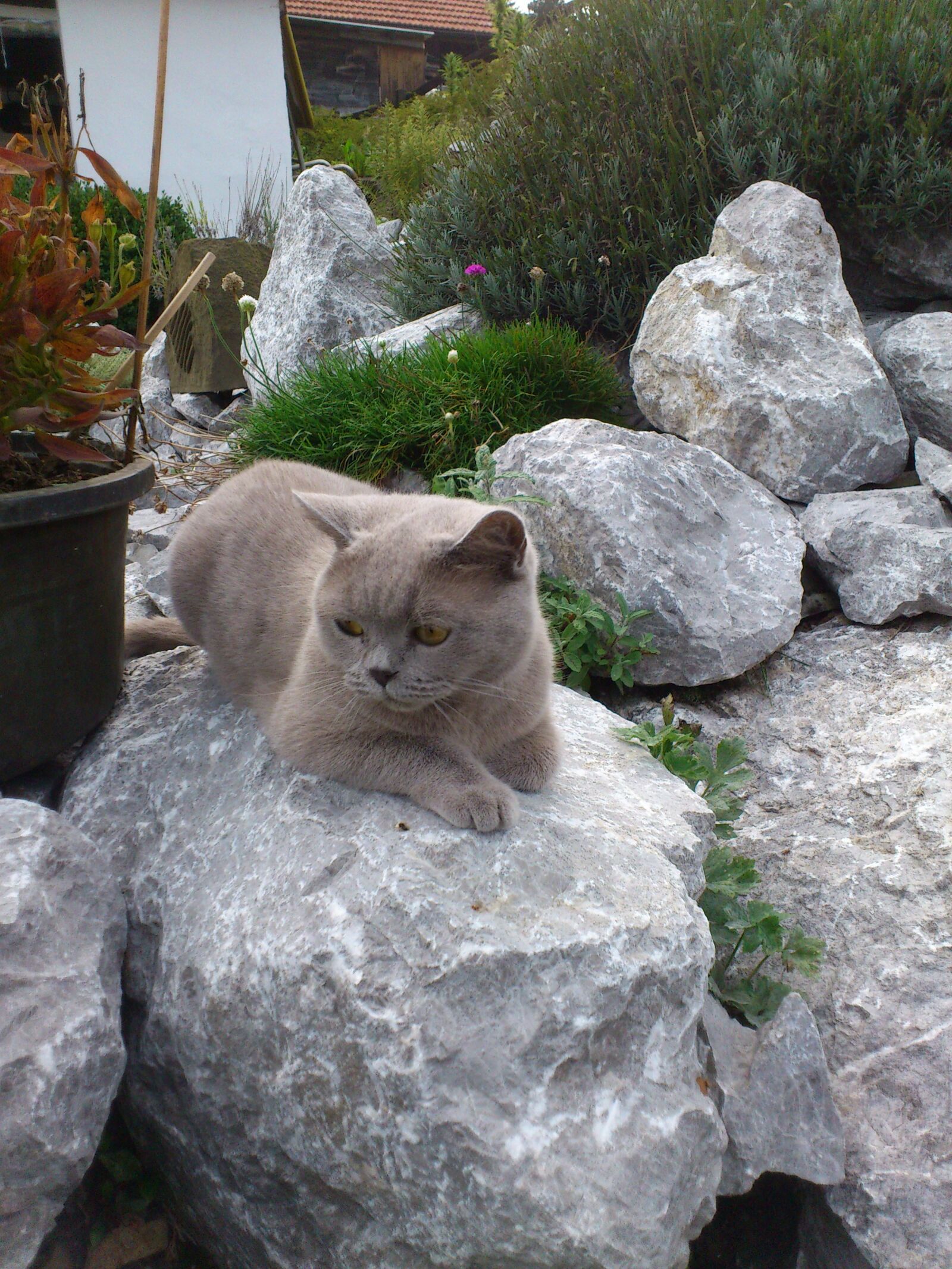Sony Ericsson Xperia Arc sample photo. Cat, british, animal photography