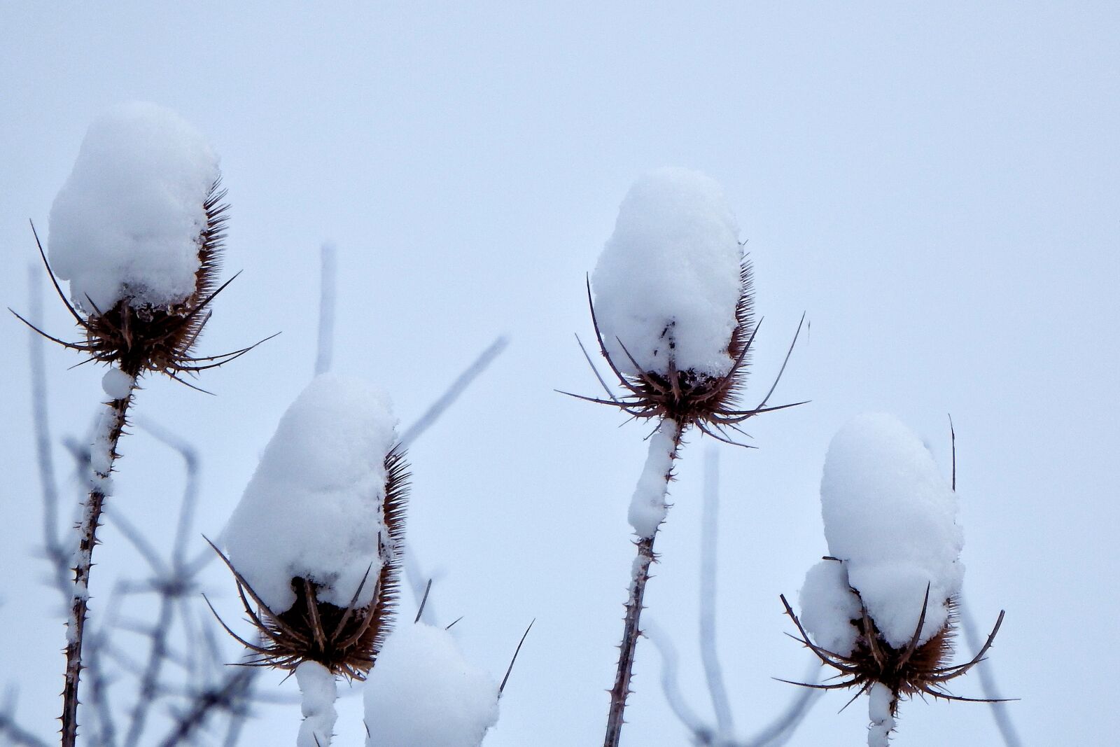 Fujifilm FinePix SL1000 sample photo. Winter, wild teasel, snow photography