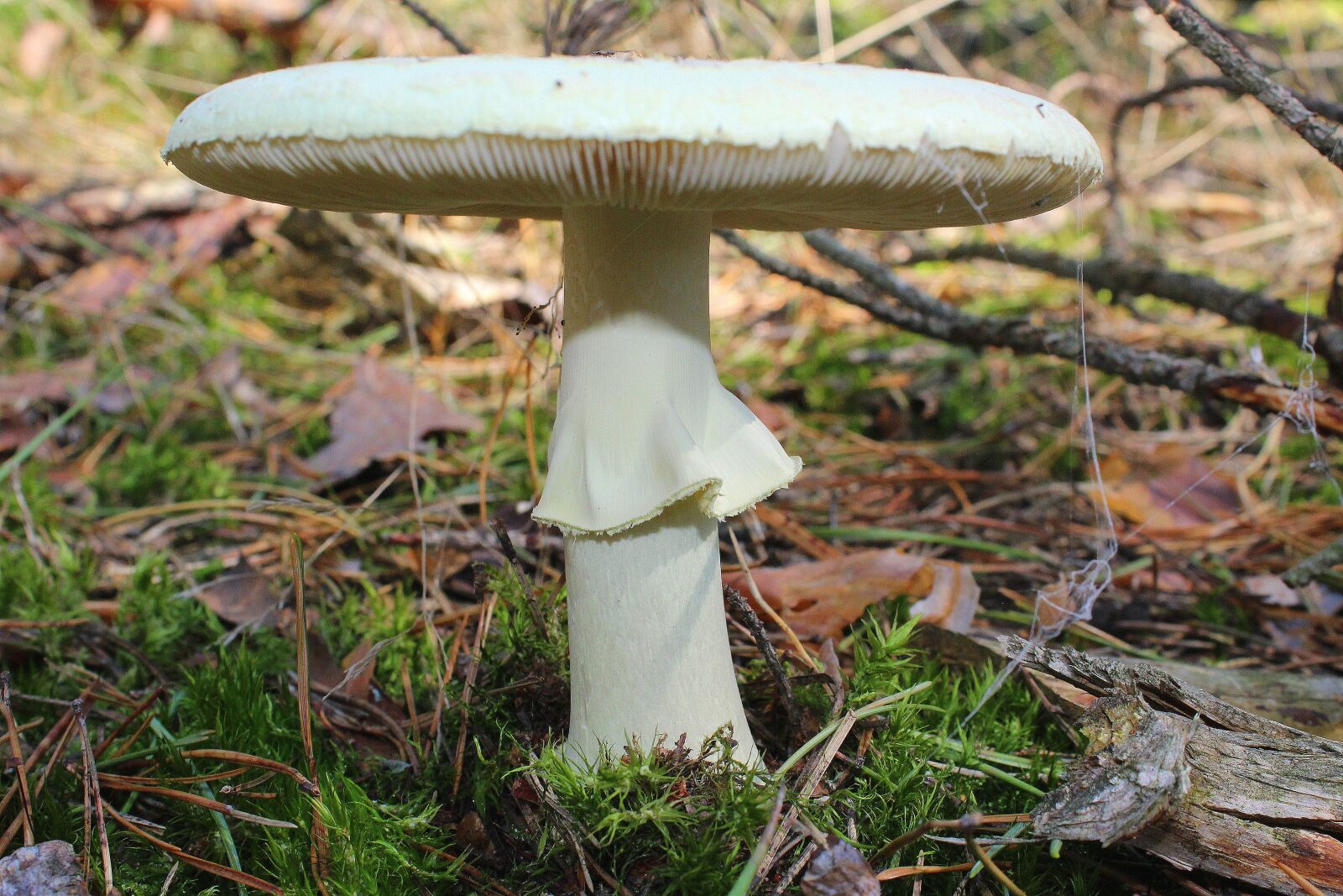 Canon EOS 1200D (EOS Rebel T5 / EOS Kiss X70 / EOS Hi) sample photo. Amanita phalloides, poisonous mushrooms photography