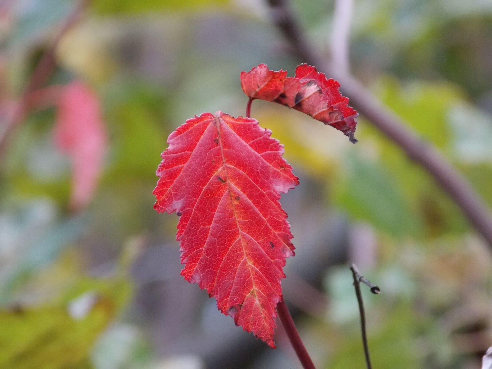 Nikon Coolpix L810 sample photo
