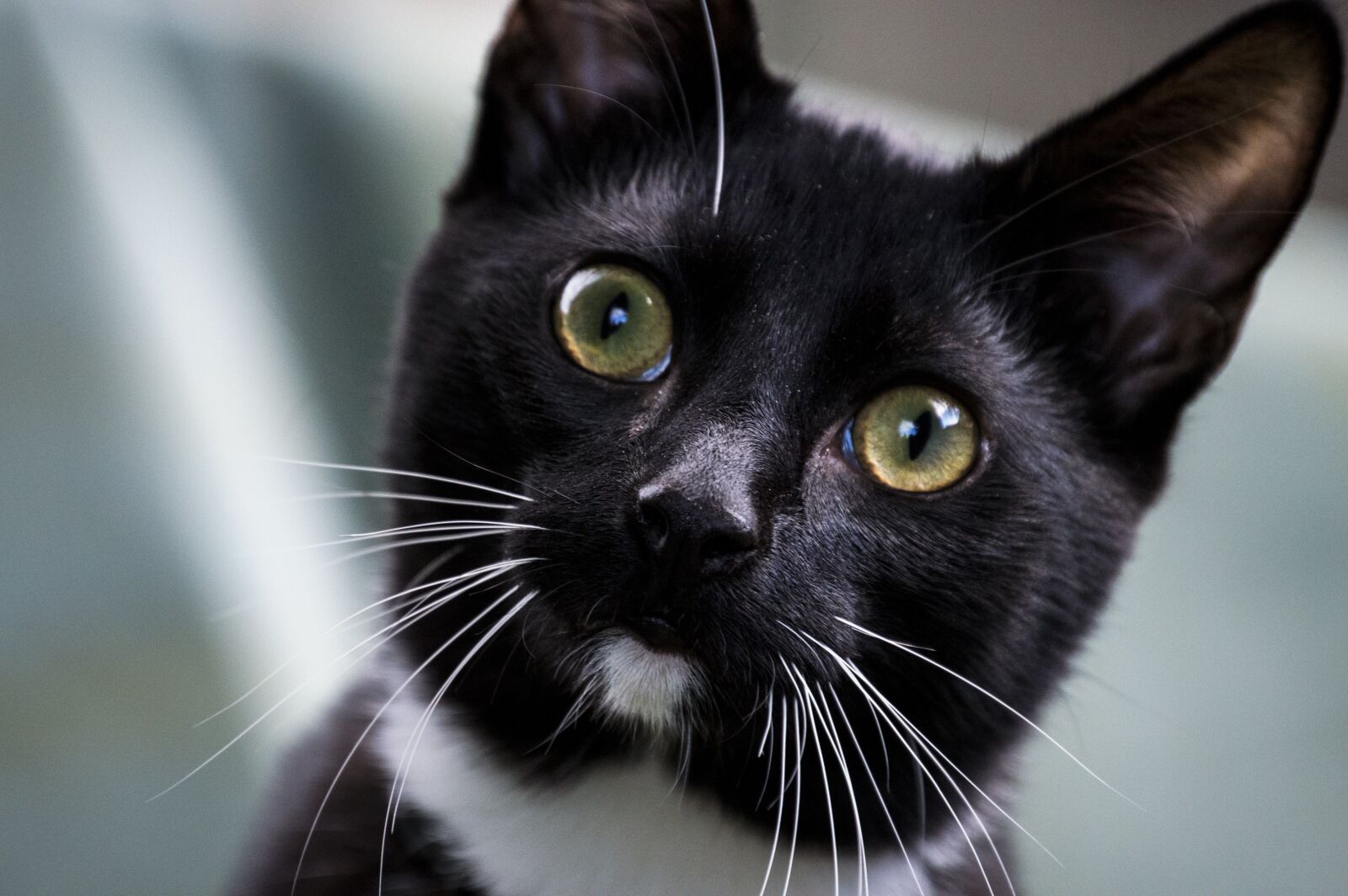 Nikon D3200 sample photo. Pets, cat, animals photography