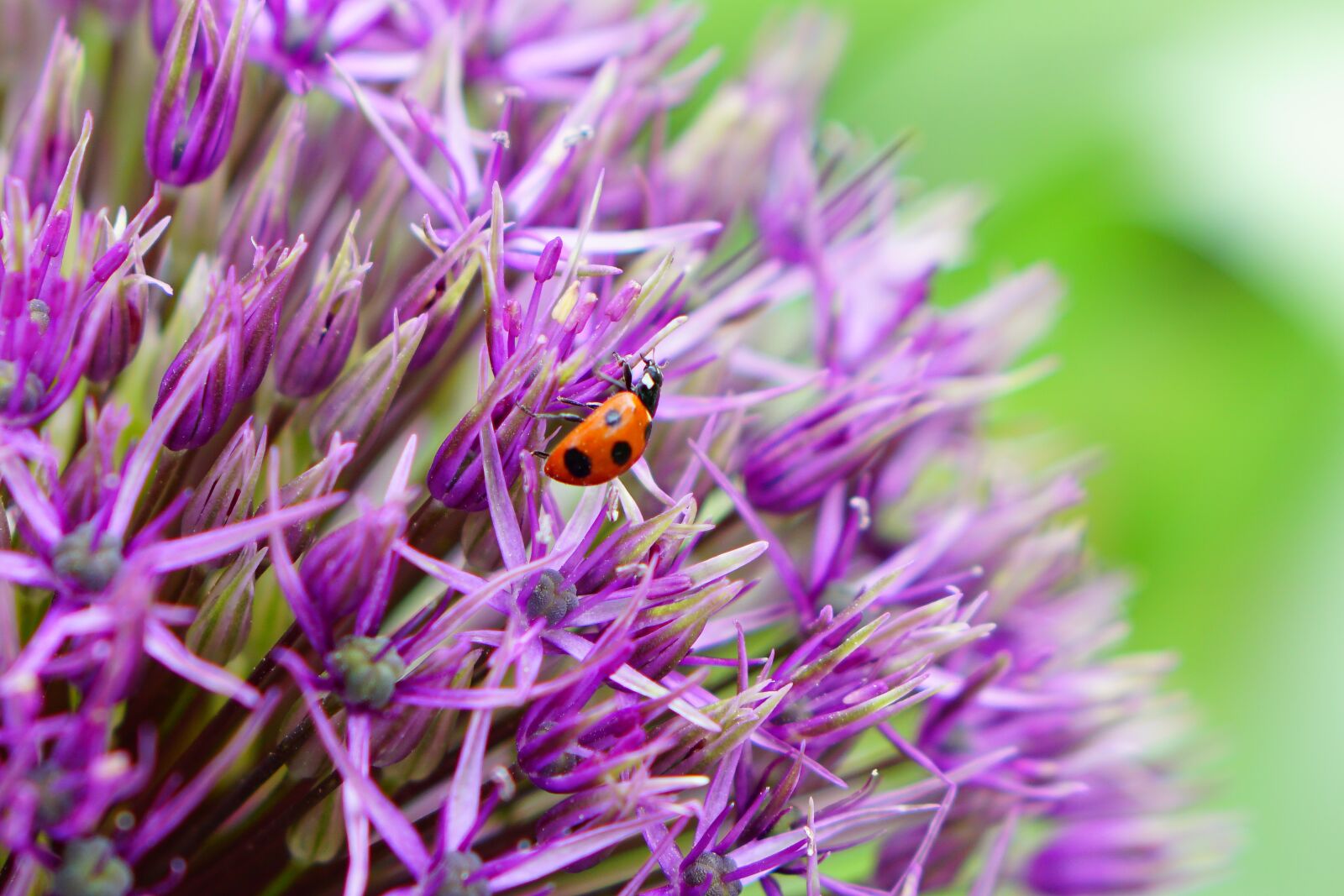 E 50mm F1.8 OSS sample photo. Flowers, macro, ladybug photography