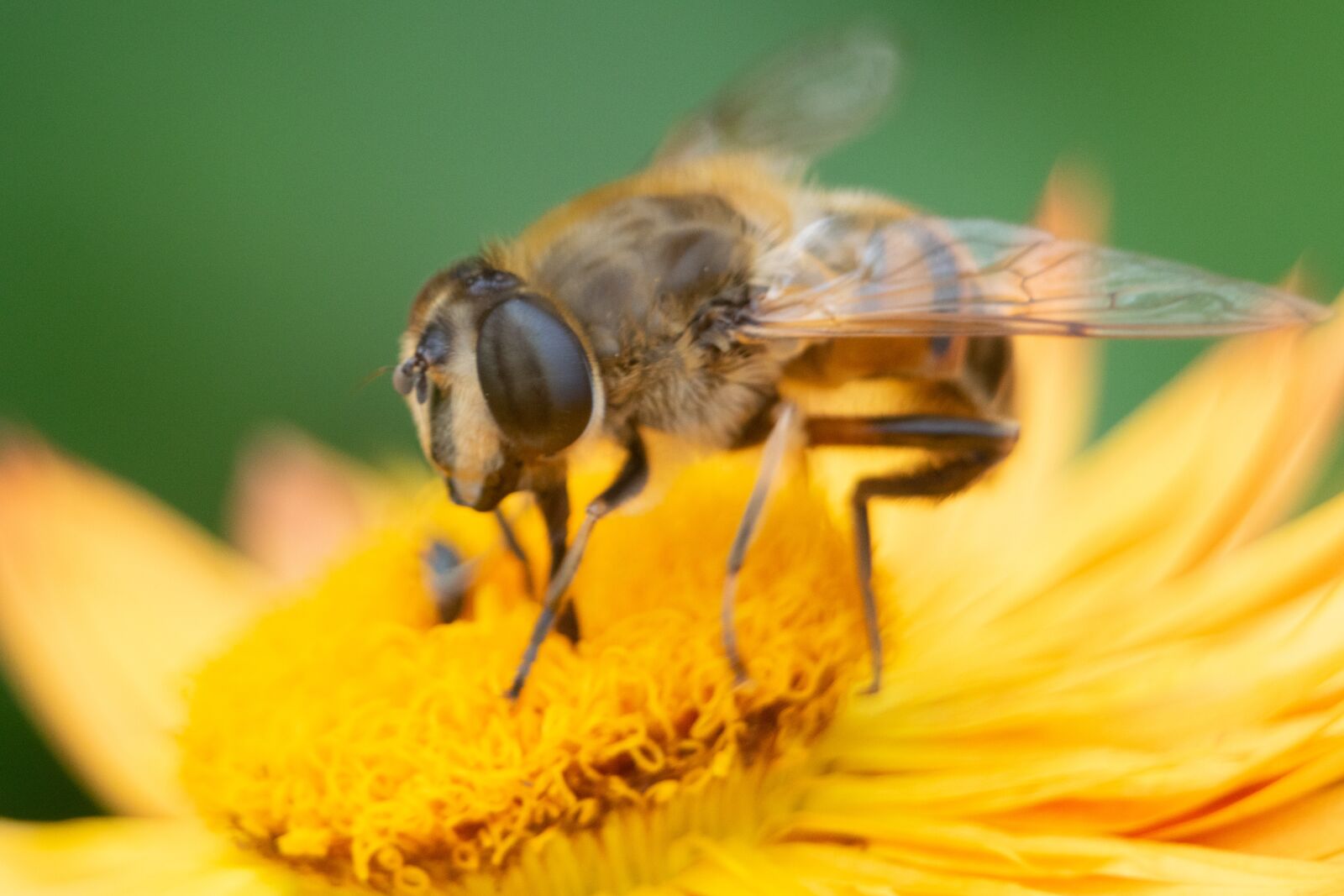 Nikon D3300 sample photo. Bee, flower, insect photography