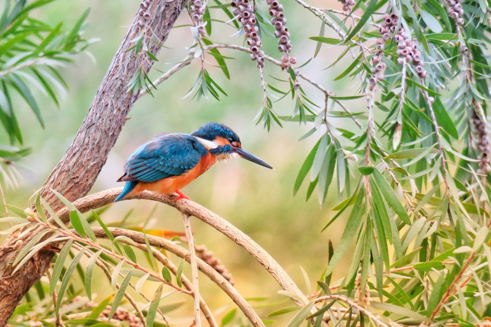 Canon PowerShot G3 X sample photo. Kingfisher, bird, nature photography