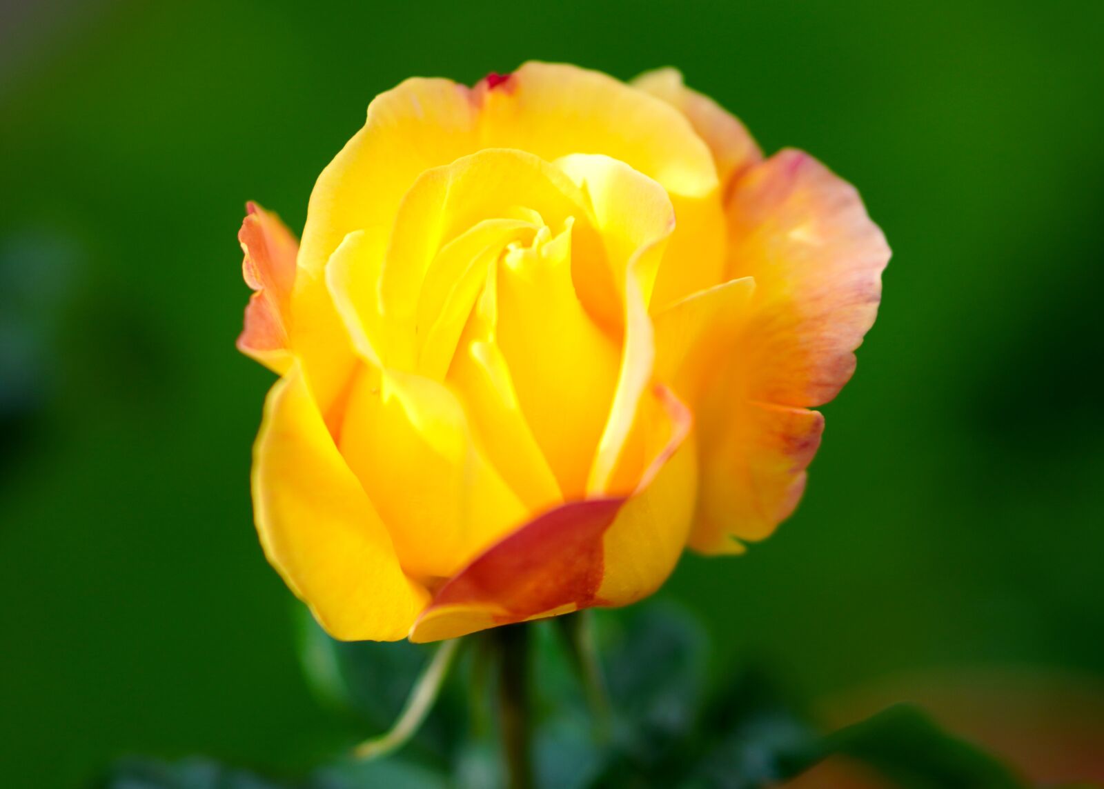 Sony a6400 + E 50mm F1.8 OSS sample photo. Rose, flower, blossom photography