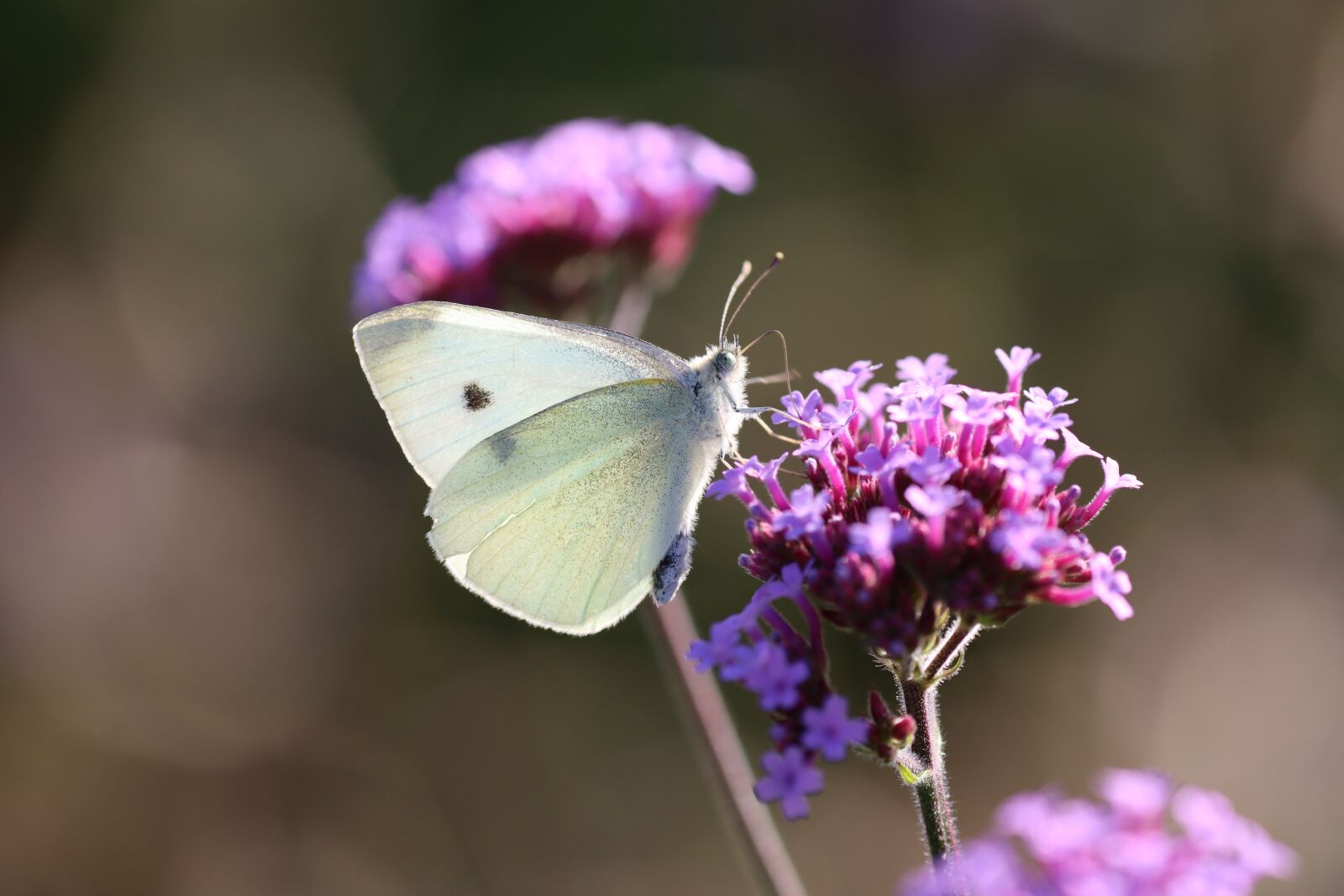 Canon EOS 90D sample photo. Weis sling, drexel, butterfly photography